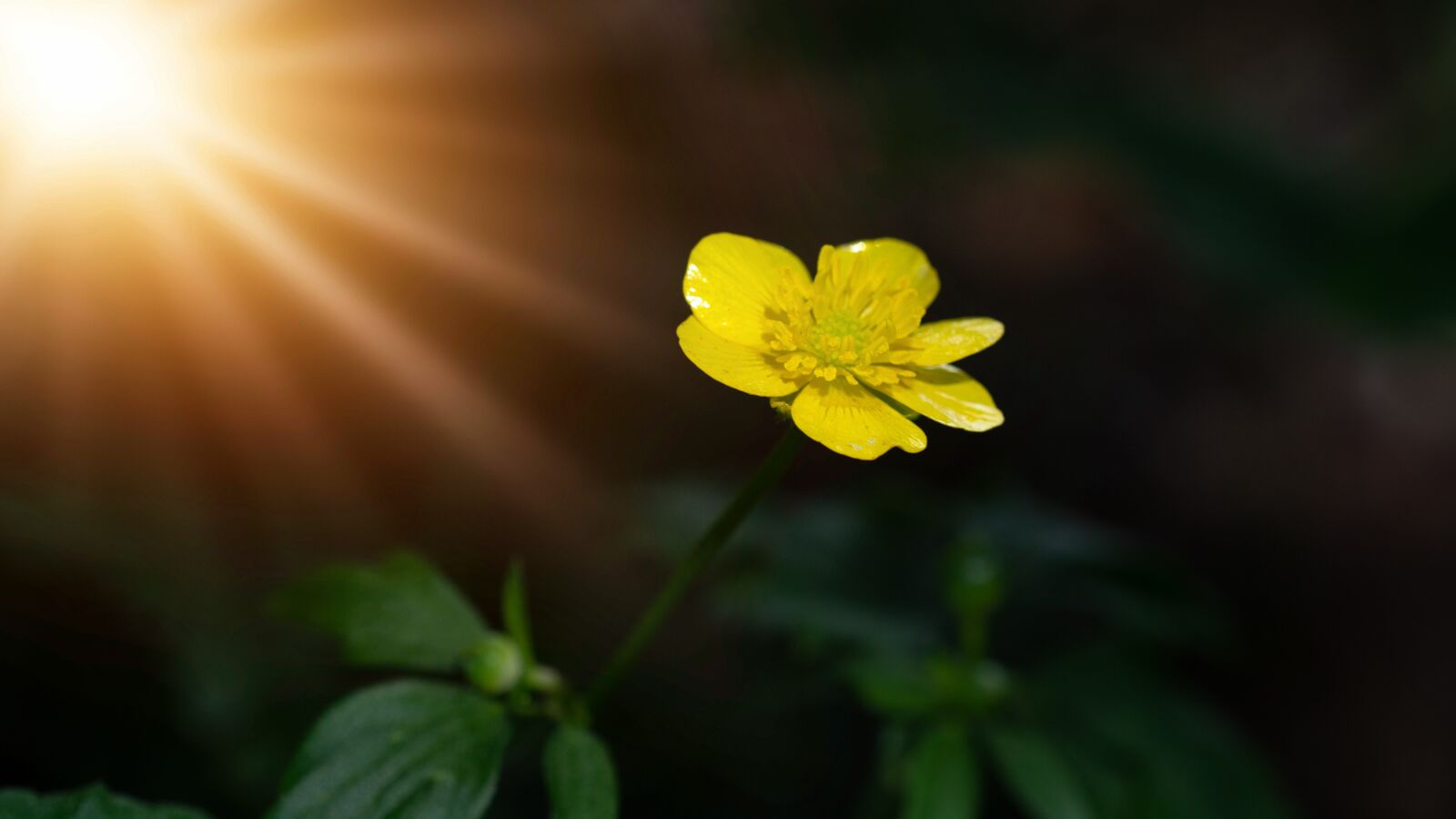 Nikon D7100 sample photo. Buttercup, flower, yellow photography