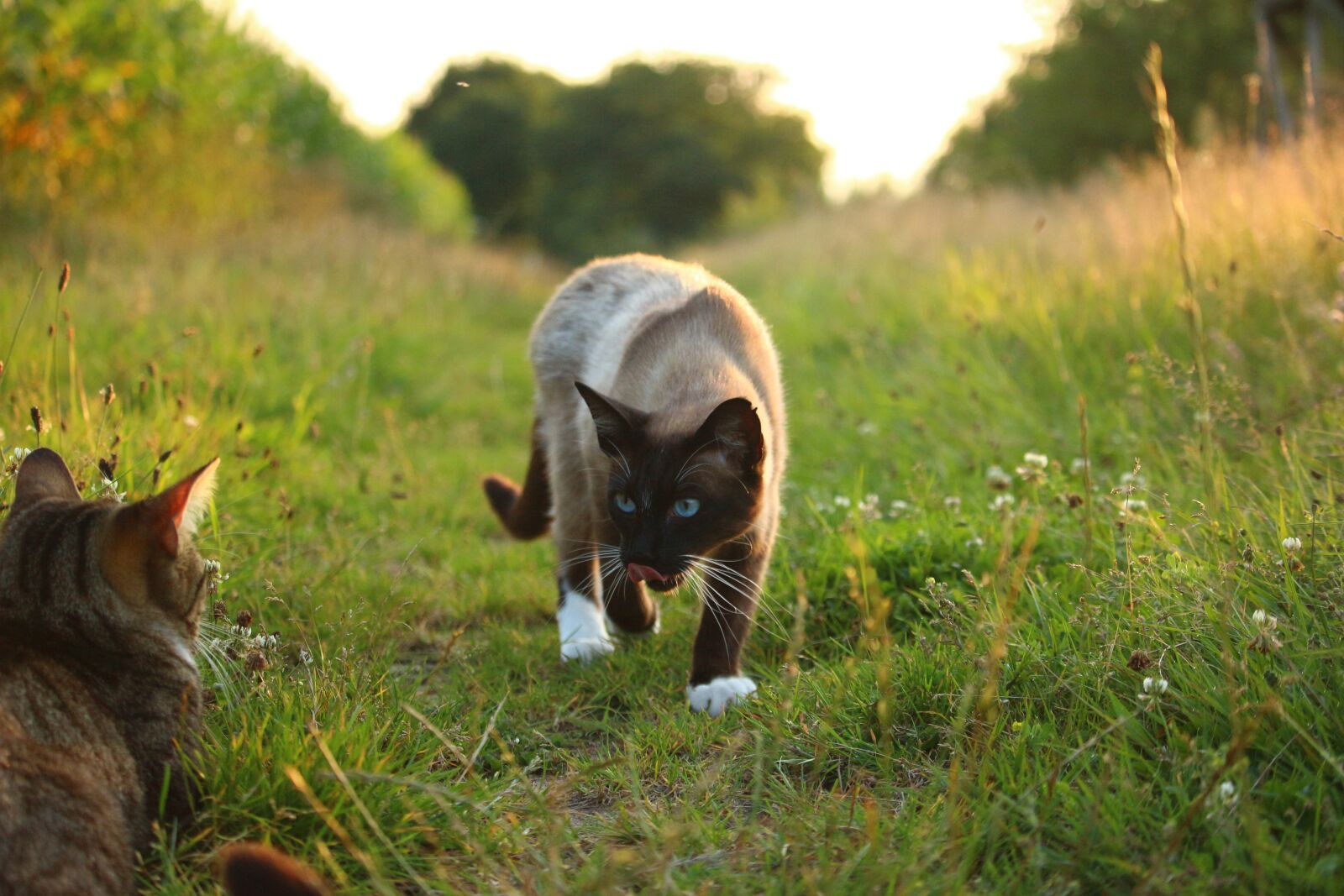 Canon EOS 100D (EOS Rebel SL1 / EOS Kiss X7) sample photo. Cat, mieze, siamese cat photography