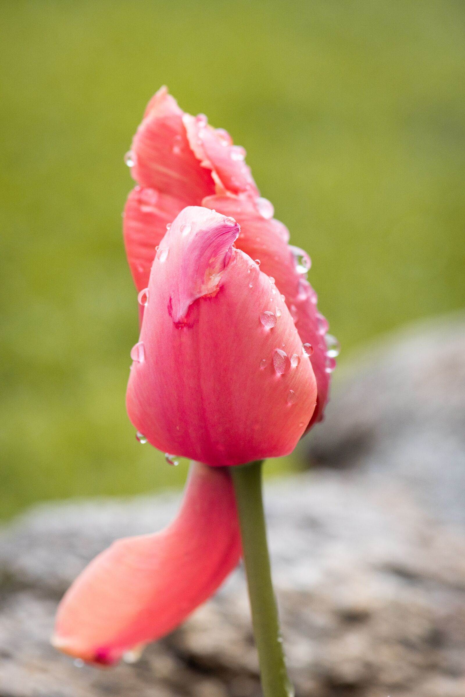 Nikon D750 sample photo. Tulip, flower, red photography
