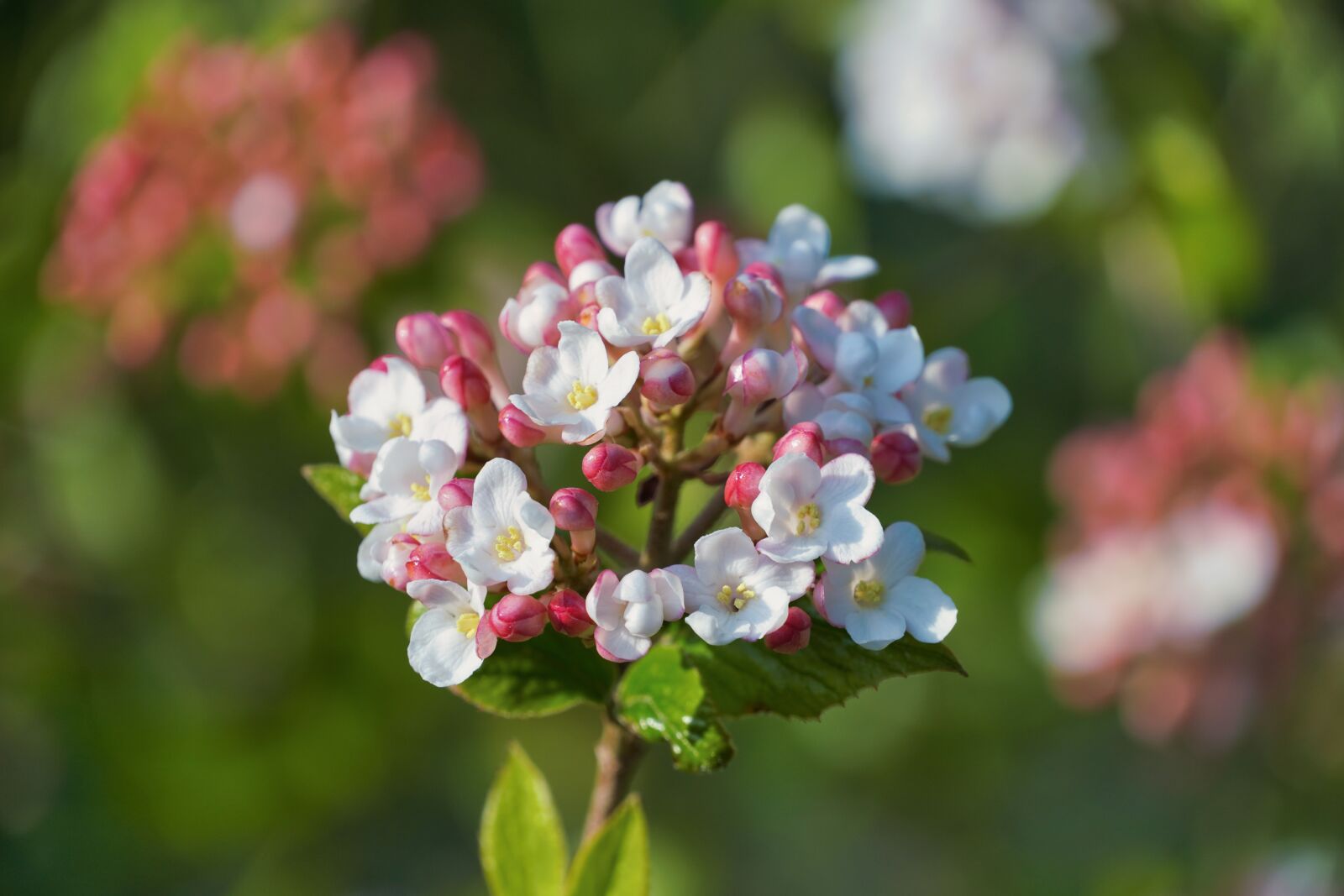 Sony a6400 sample photo. Silk plant, plant, nature photography