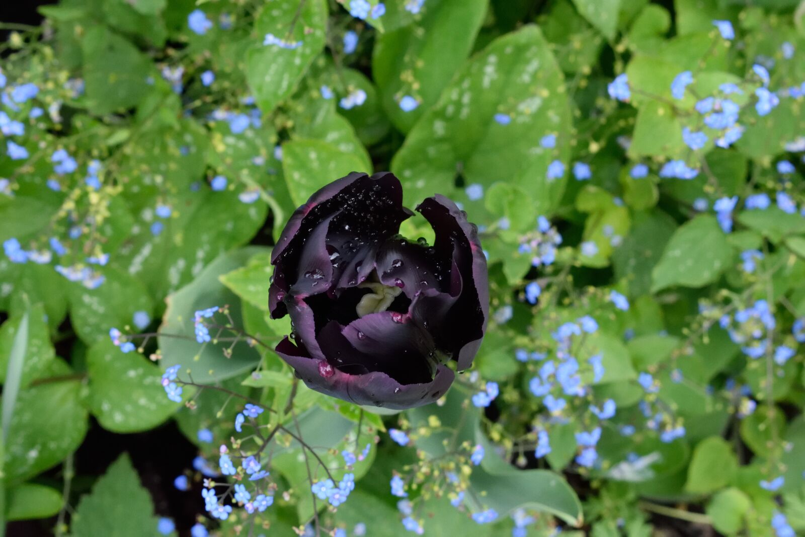 Nikon D3300 sample photo. Tulips, flowers, rain photography