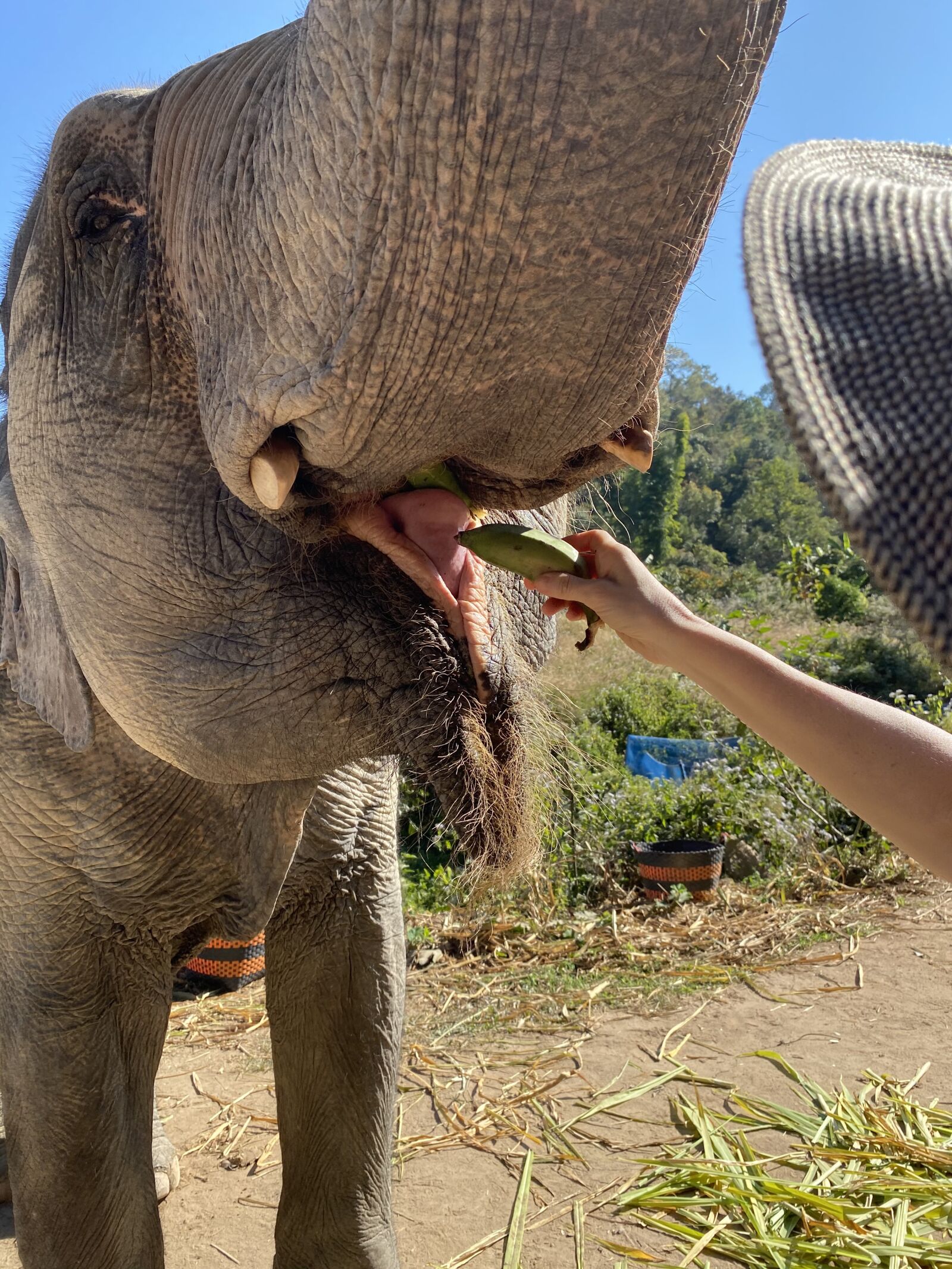 Apple iPhone 11 Pro sample photo. Elephant, thailand, feeding photography