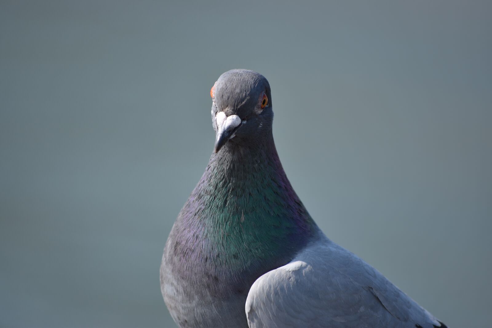 Nikon D5600 sample photo. Portrait, bird, nature photography