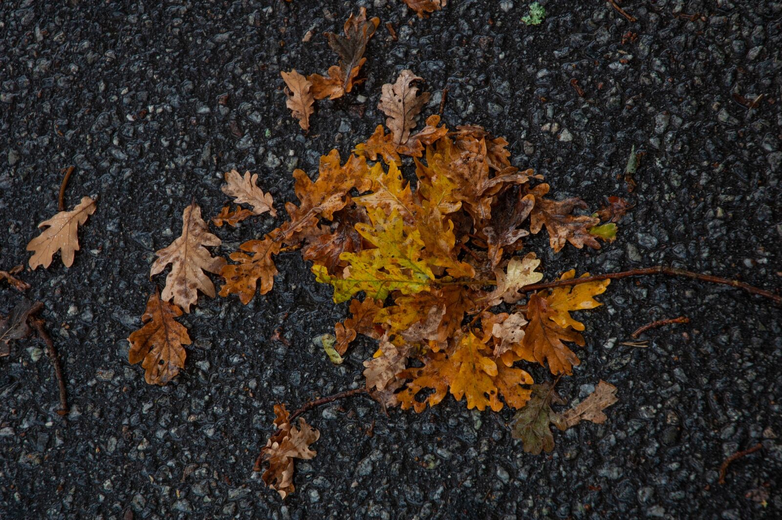Nikon D40 sample photo. Leafs, orange, autumn photography