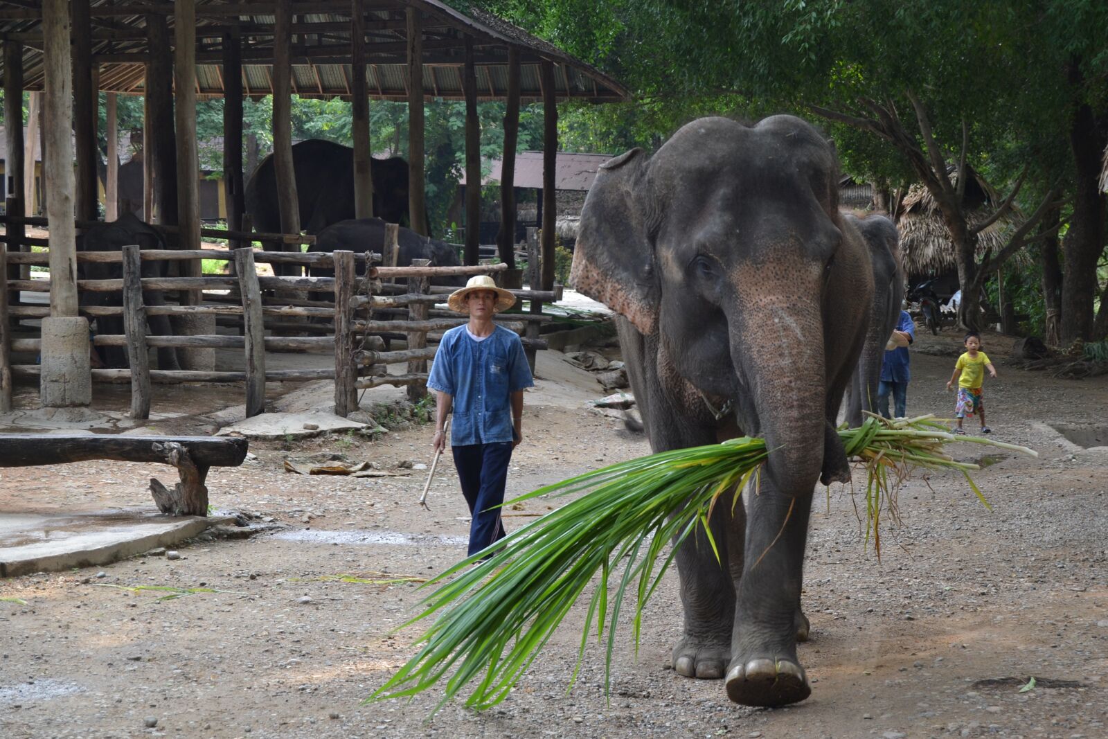 Nikon D3100 sample photo. Camp elephants, elephant, thailand photography