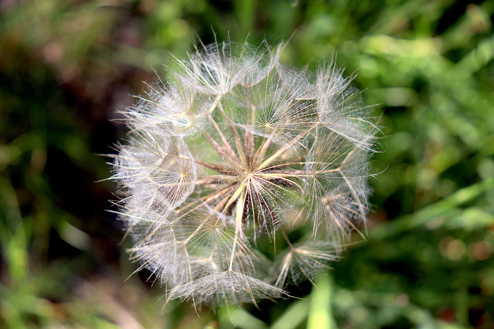 Canon EOS 800D (EOS Rebel T7i / EOS Kiss X9i) sample photo. Dandelions, seeds of dandelions photography