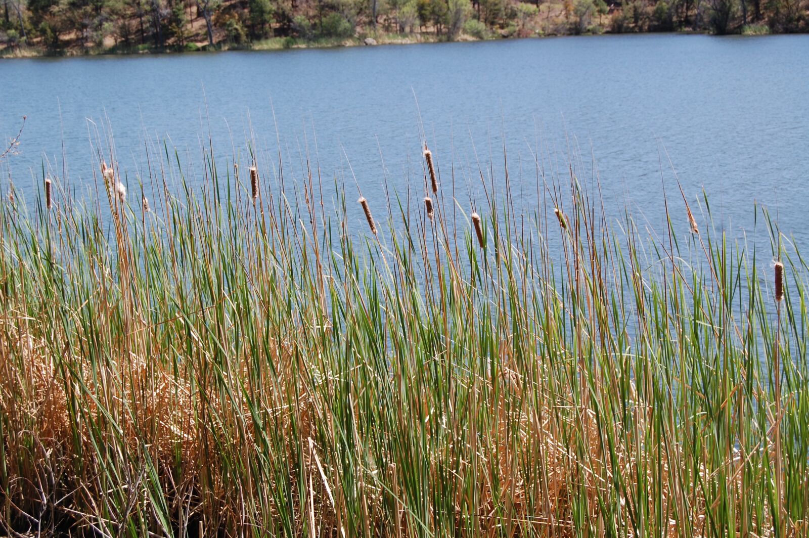 Nikon D40 sample photo. Lake, reed, nature photography