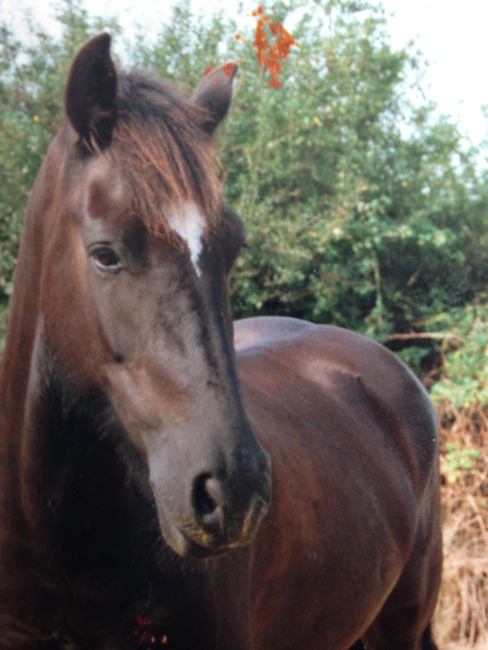 iPhone 5c back camera 4.12mm f/2.4 sample photo. Horse, love, riding, stallion photography