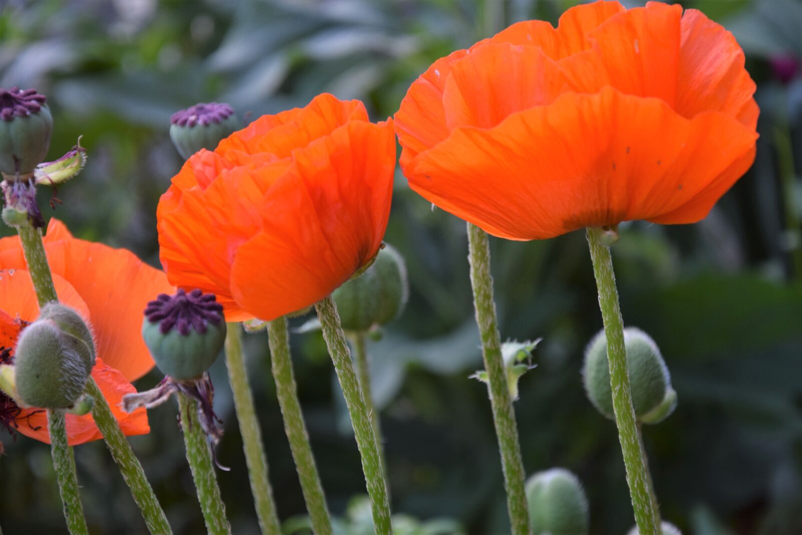 Nikon D5300 sample photo. Poppies, garden, nature photography