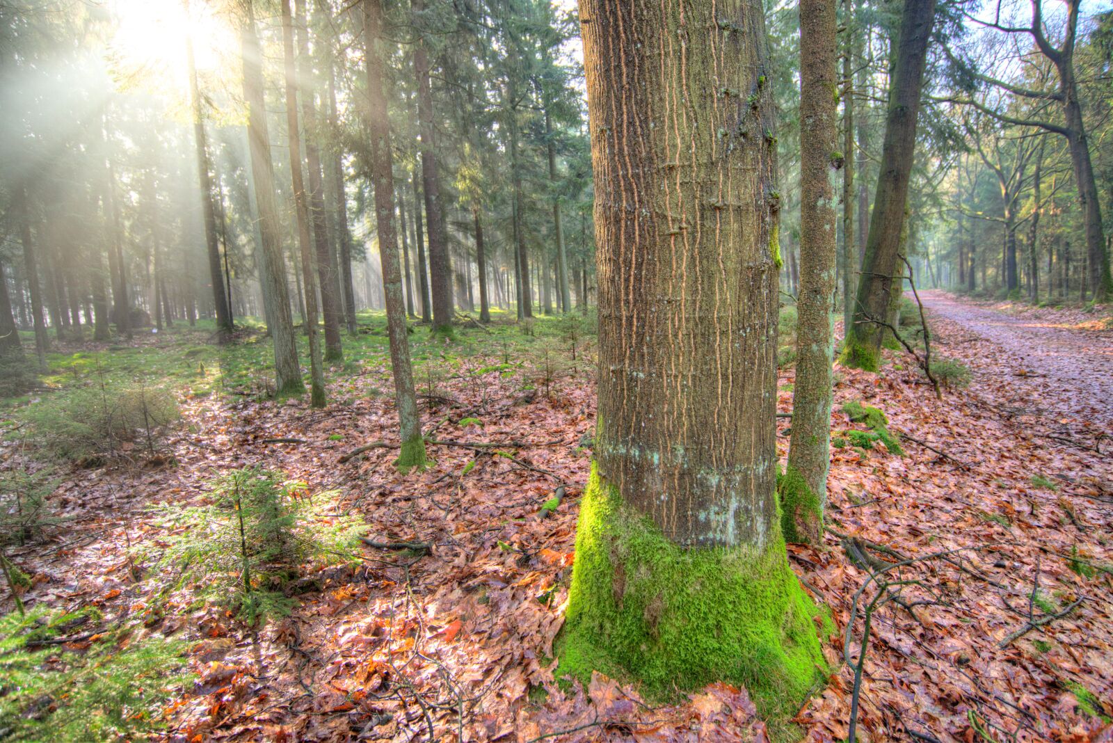 Nikon D610 sample photo. Forest, sun, shadow photography