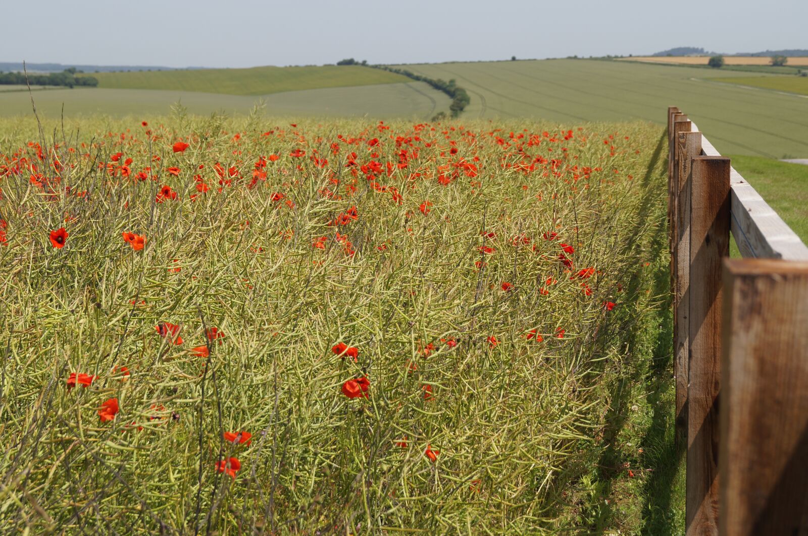 Sony SLT-A57 sample photo. Poppy, fields, nature photography