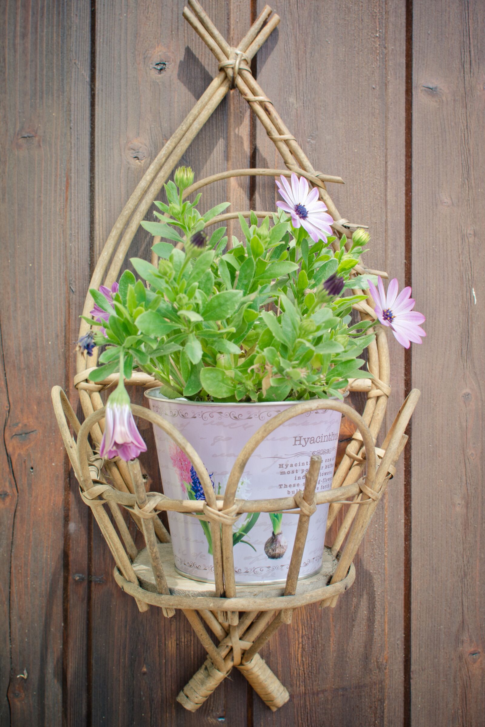 Nikon D7100 sample photo. Flowerpot, purple daisies, decoration photography