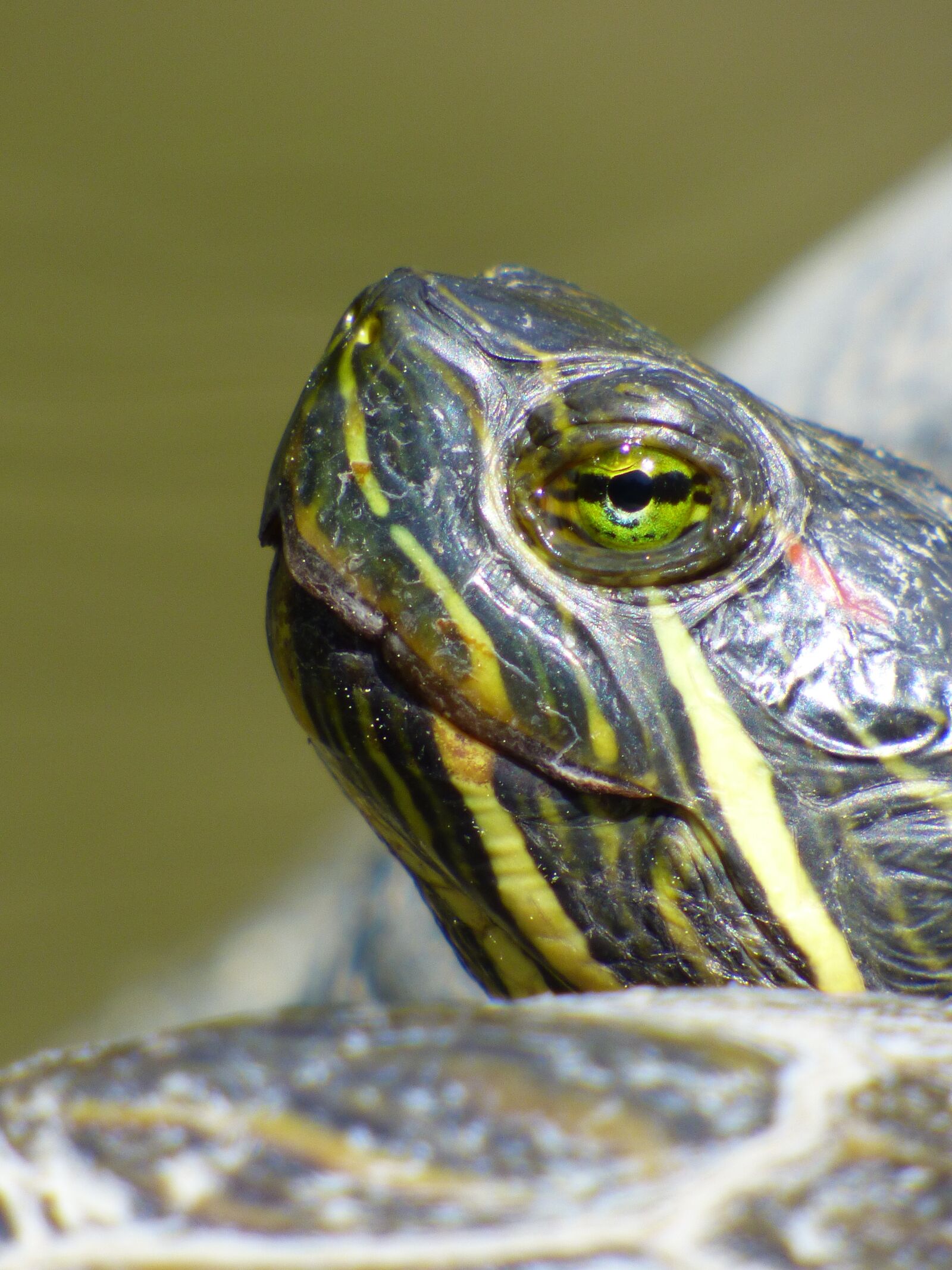 Panasonic Lumix DMC-FZ70 sample photo. Turtle, animal, close-up photography