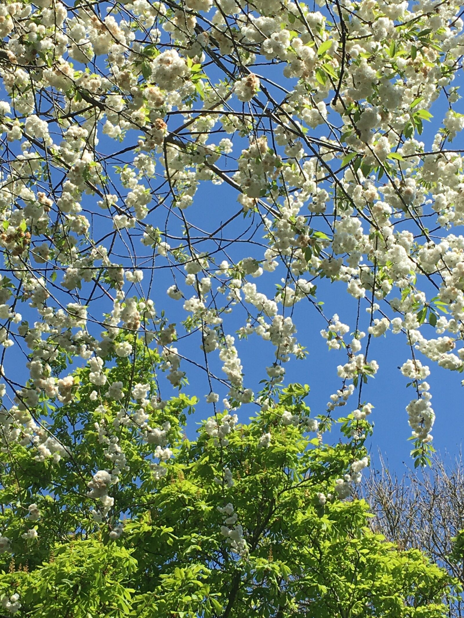 Apple iPhone 6s sample photo. Blossom, springtime, spring photography