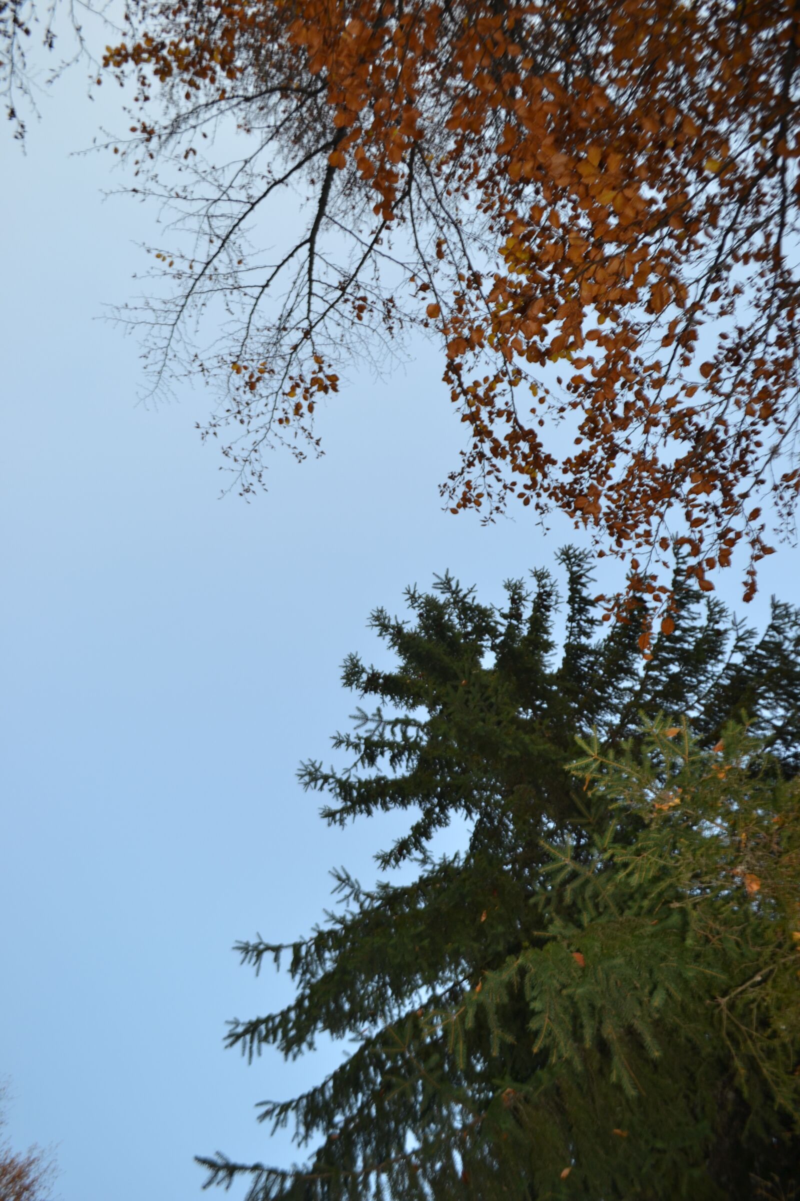 Nikon D3100 sample photo. Sky, autumn, freedom photography