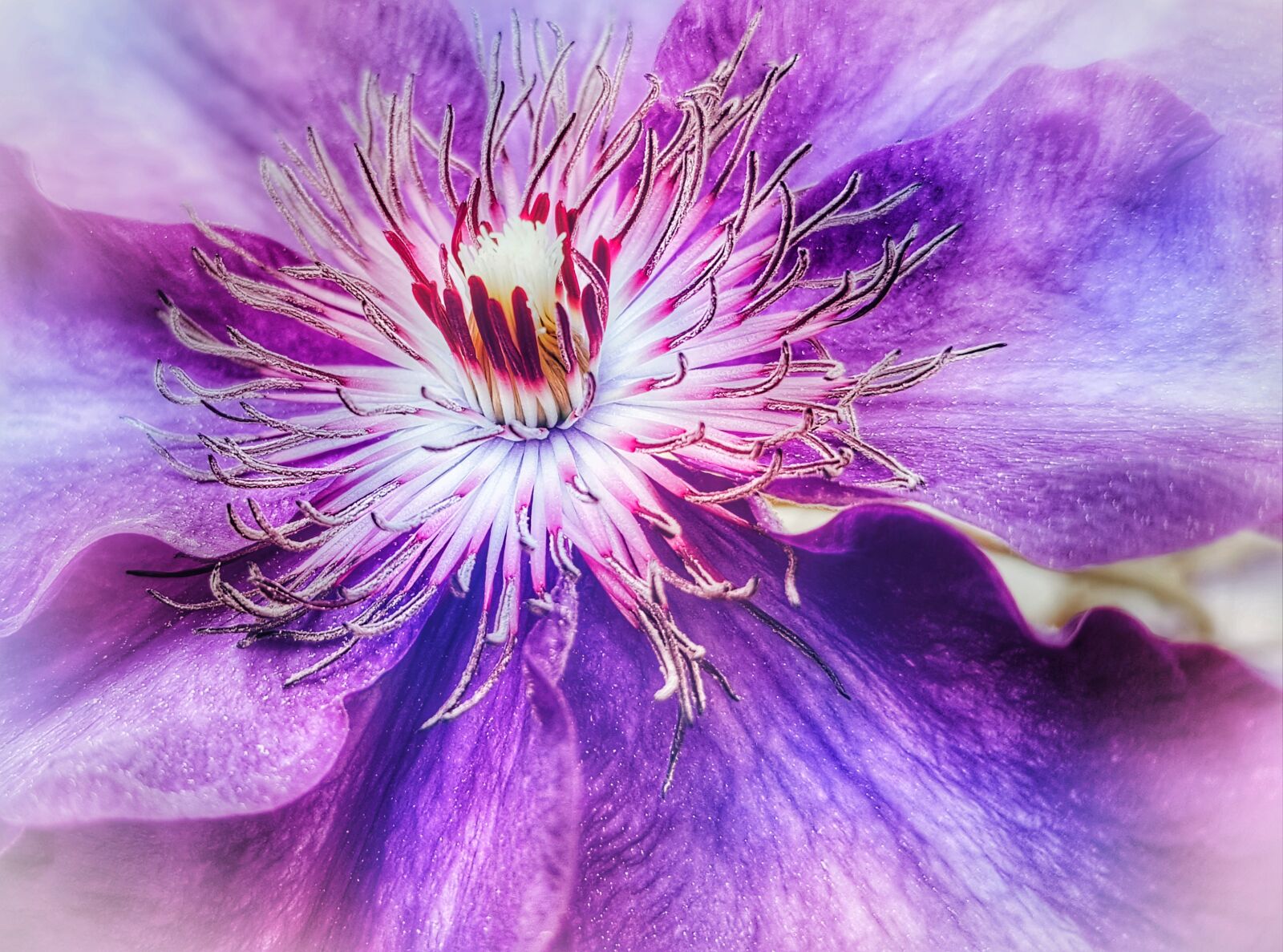 Samsung Galaxy S7 sample photo. Clematis, blossom, bloom photography