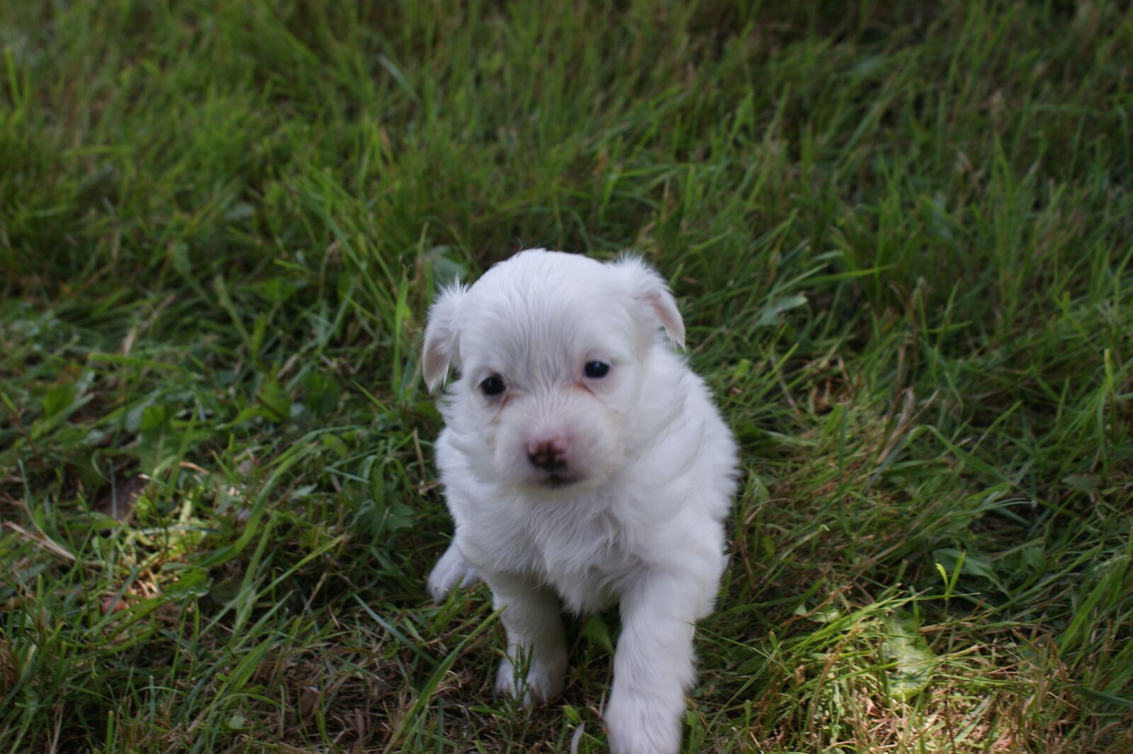 Sony Alpha DSLR-A350 sample photo. Puppy, baby, dog photography