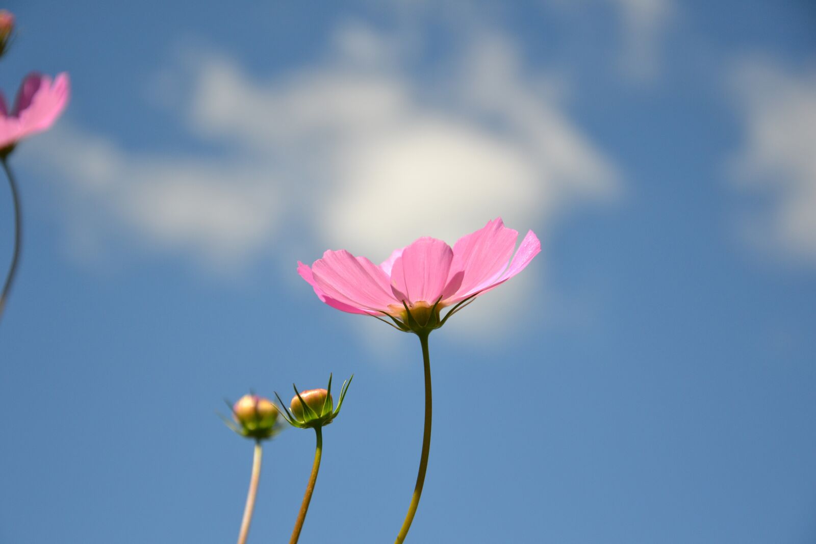 Nikon D3100 sample photo. Cosmea, flower, plant photography