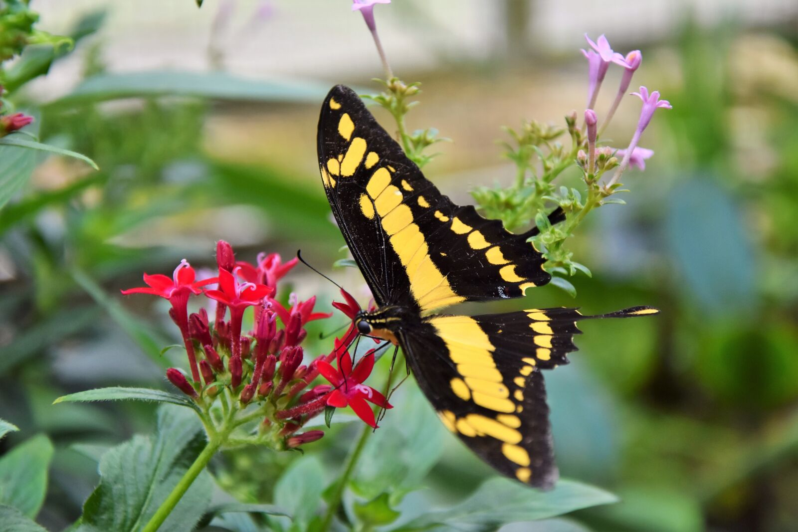 Nikon D7200 sample photo. Butterfly, schwalbenschwänzchen, insect photography