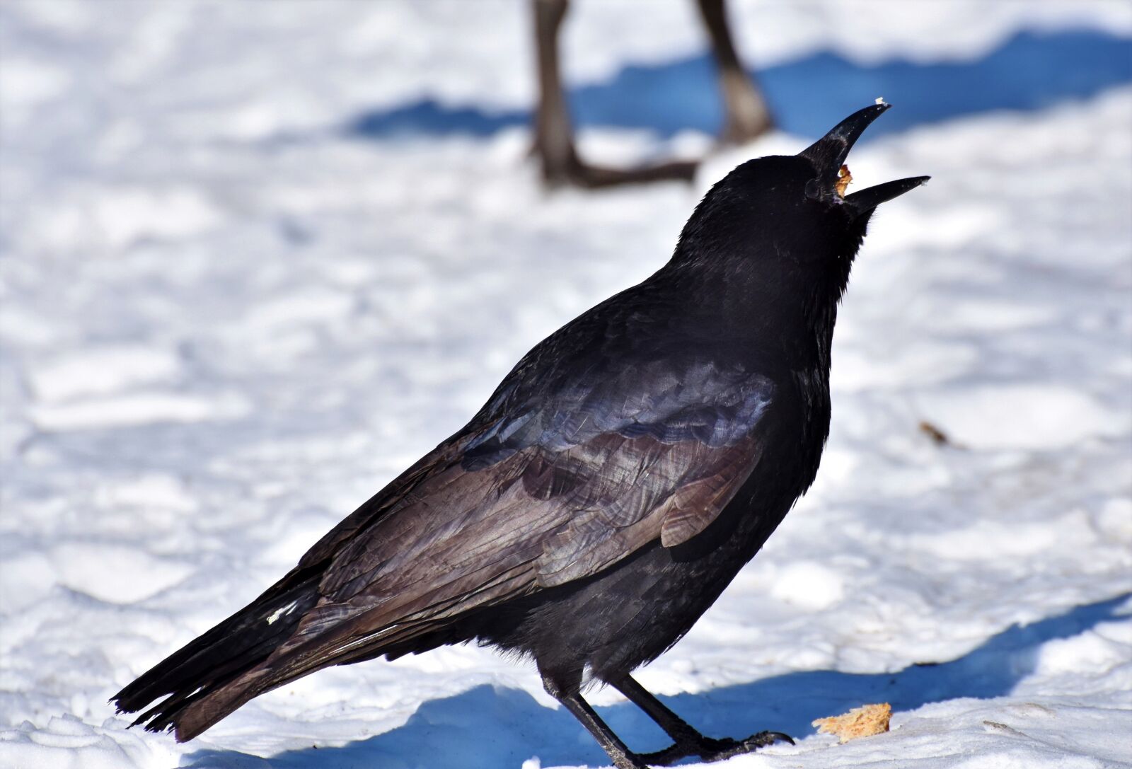 Nikon D7200 sample photo. Raven, crow, raven bird photography
