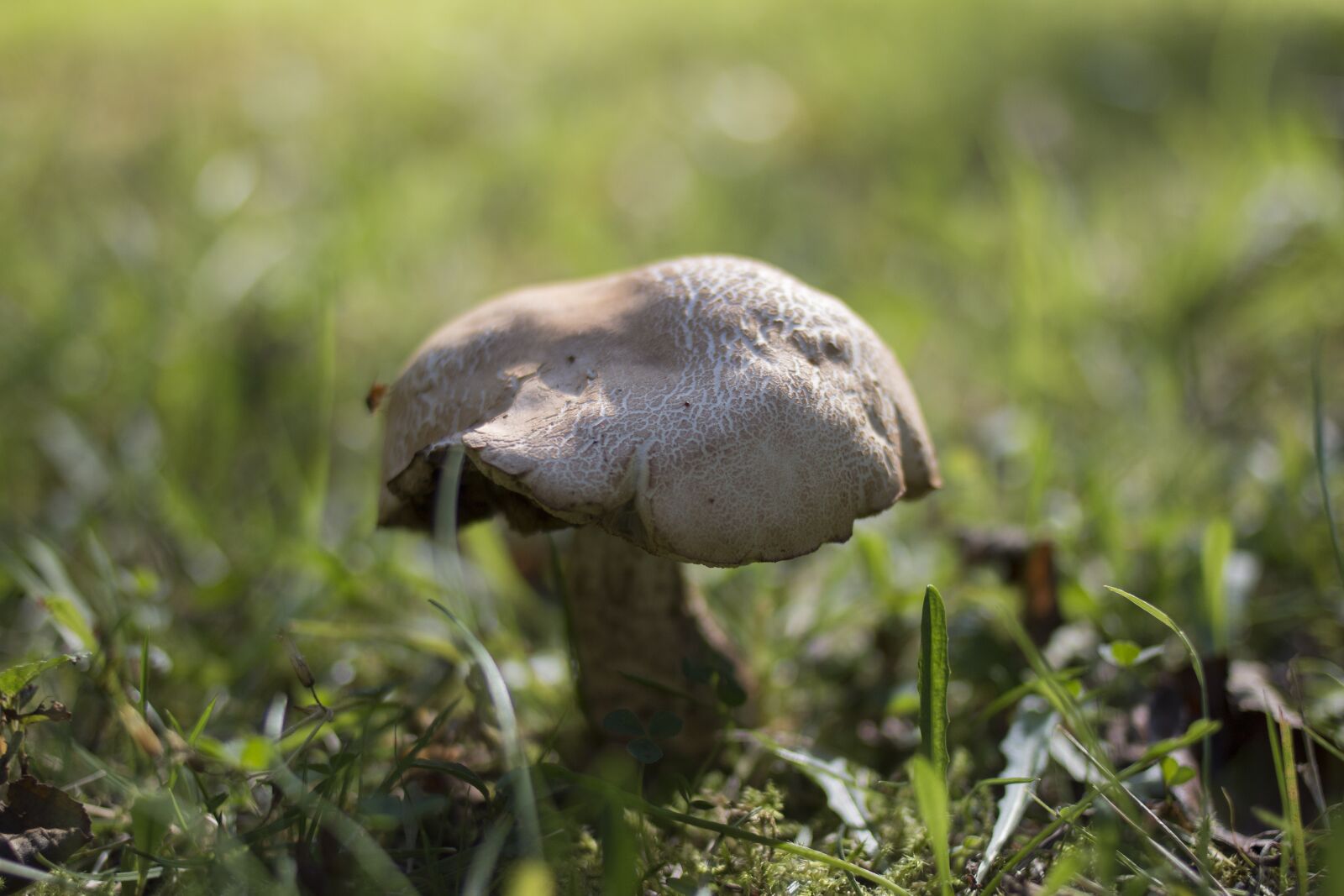 Canon EOS 70D sample photo. Mushroom, grass, green photography