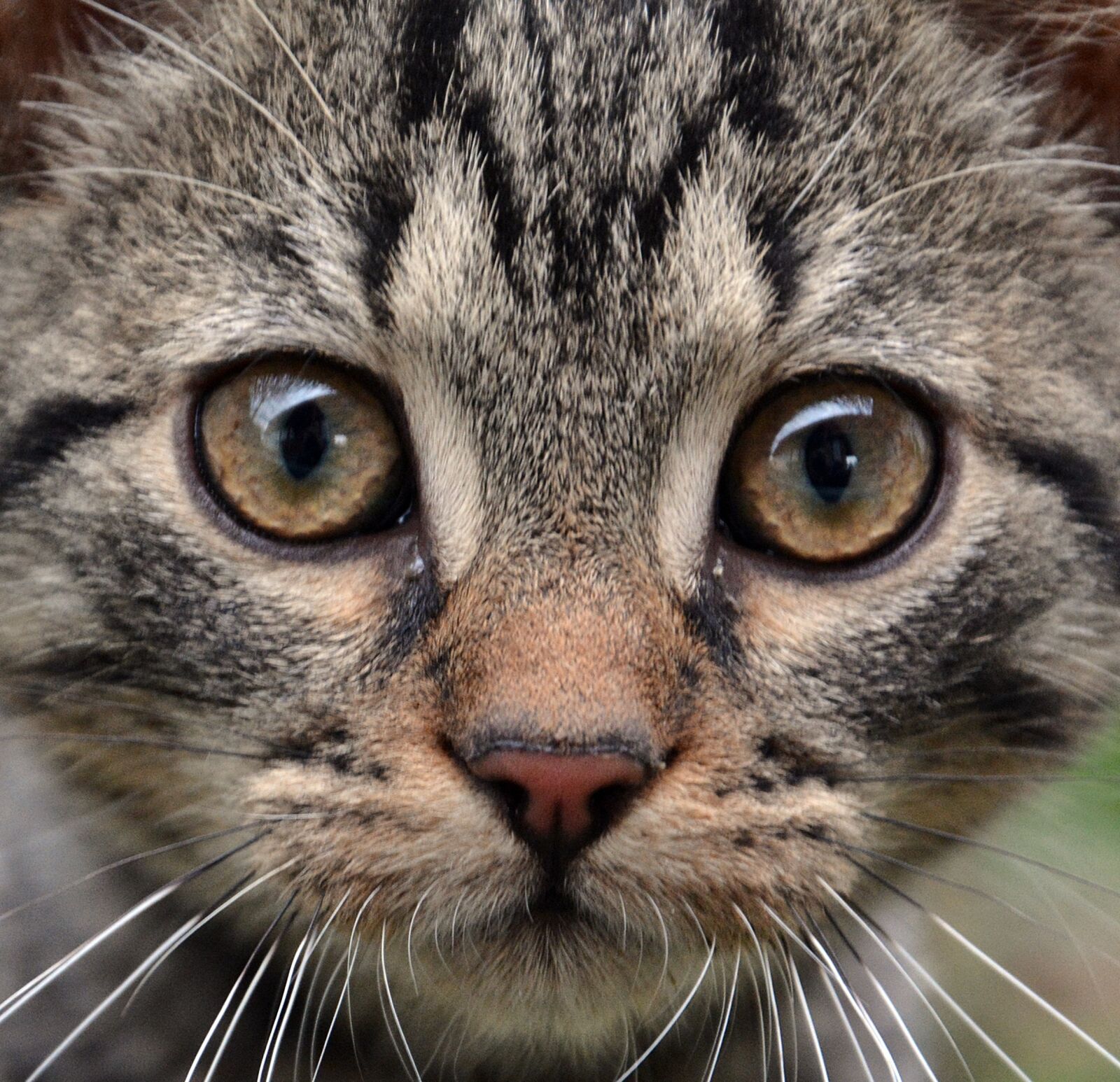 Nikon D7100 sample photo. Cat, animal, mammal photography