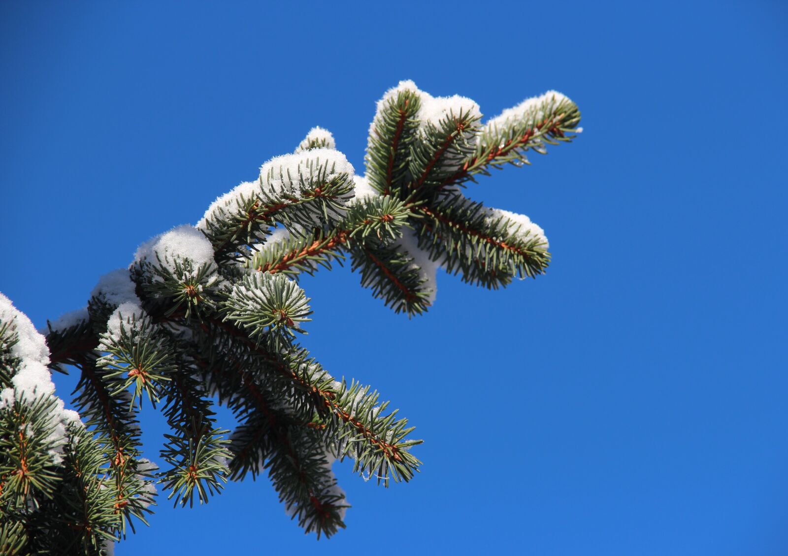 Canon EOS 600D (Rebel EOS T3i / EOS Kiss X5) sample photo. Mountain, branch, winter photography