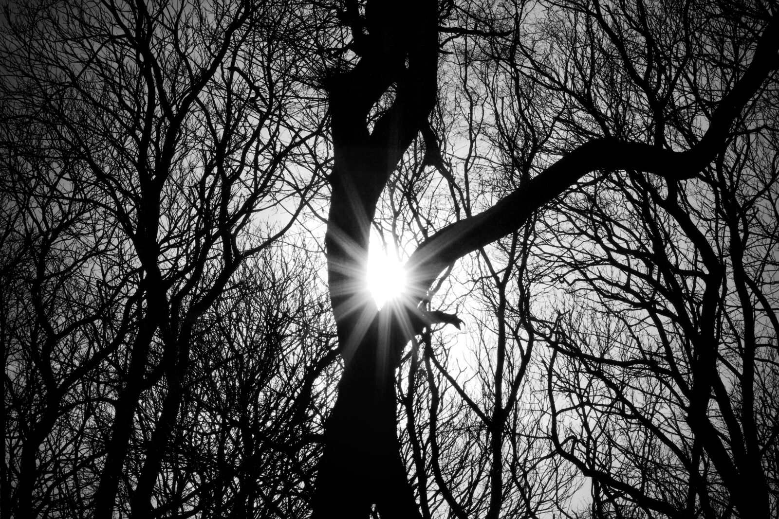 Canon EF 50mm F1.8 STM sample photo. Trees, silhouette, woodland photography