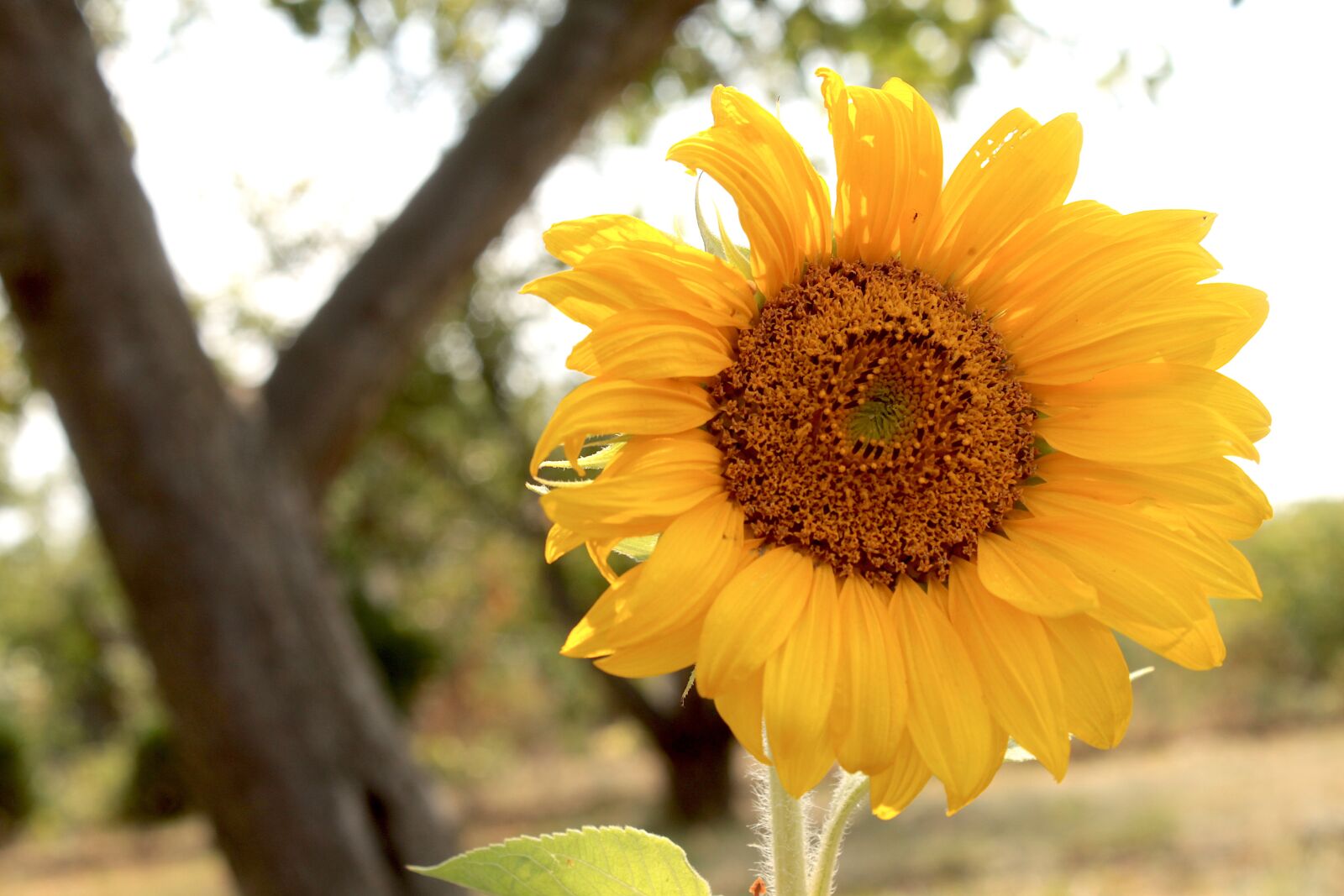 Canon EOS 500D (EOS Rebel T1i / EOS Kiss X3) sample photo. Sunflower, flower, yellow photography