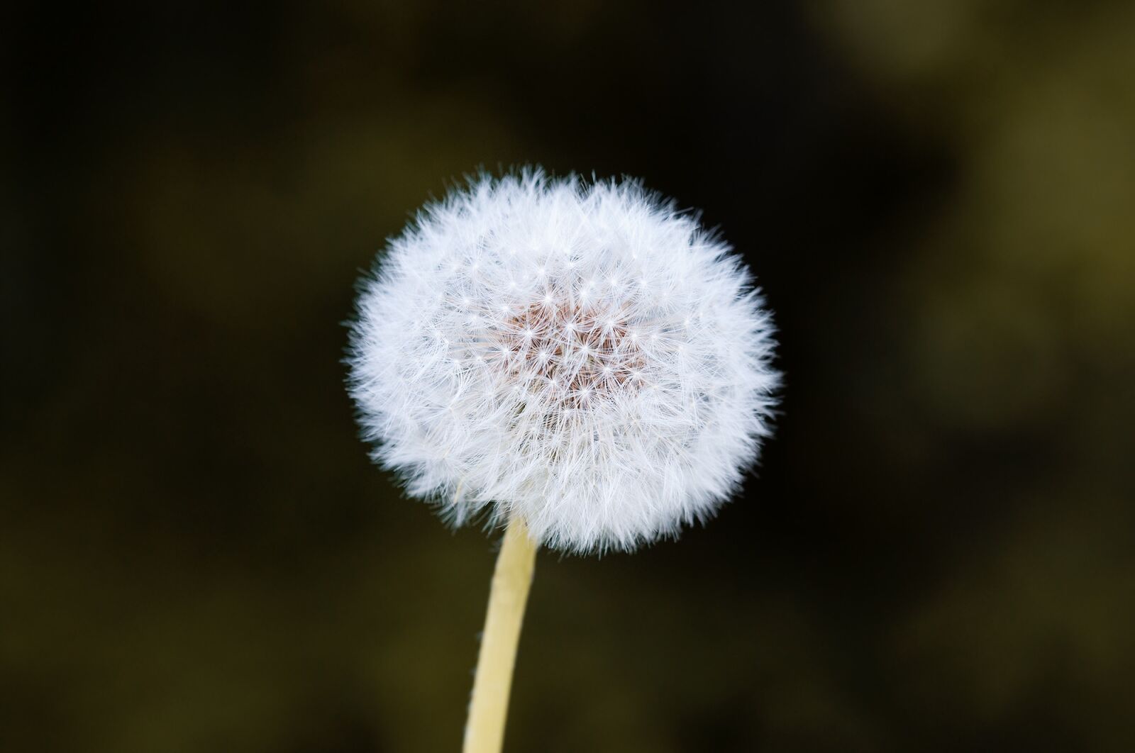 Nikon D90 sample photo. Dandelion, flower, pointed flower photography