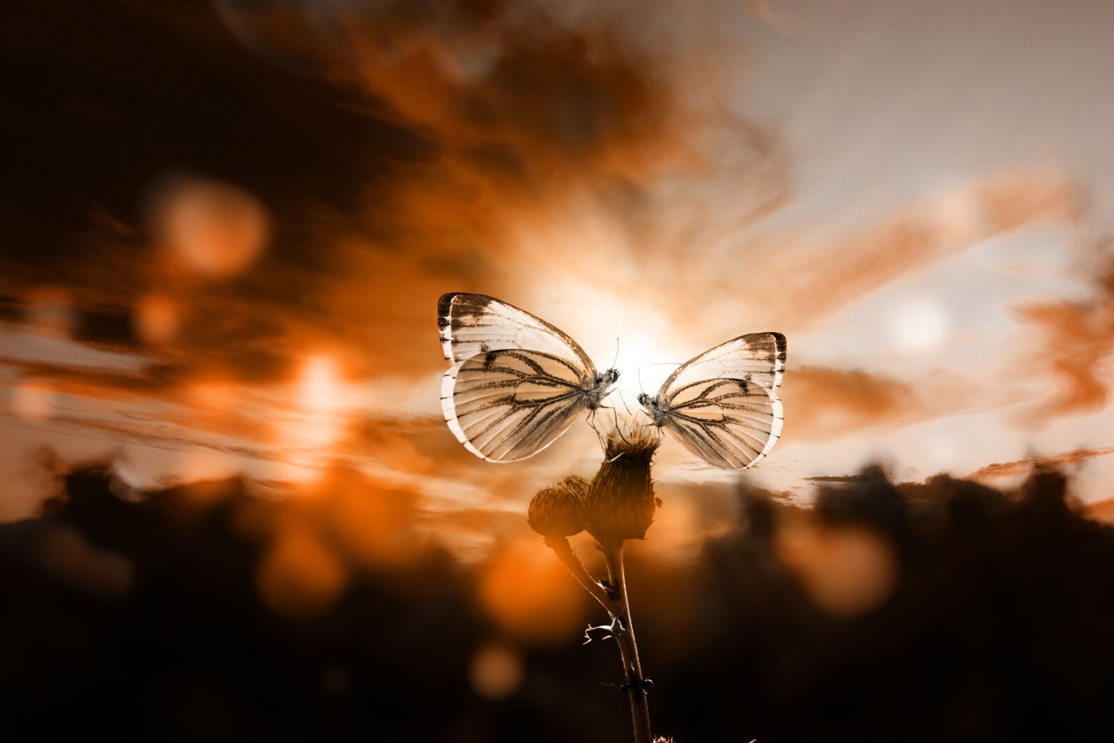Canon EOS 750D (EOS Rebel T6i / EOS Kiss X8i) sample photo. Butterfly, sunset, backlighting photography