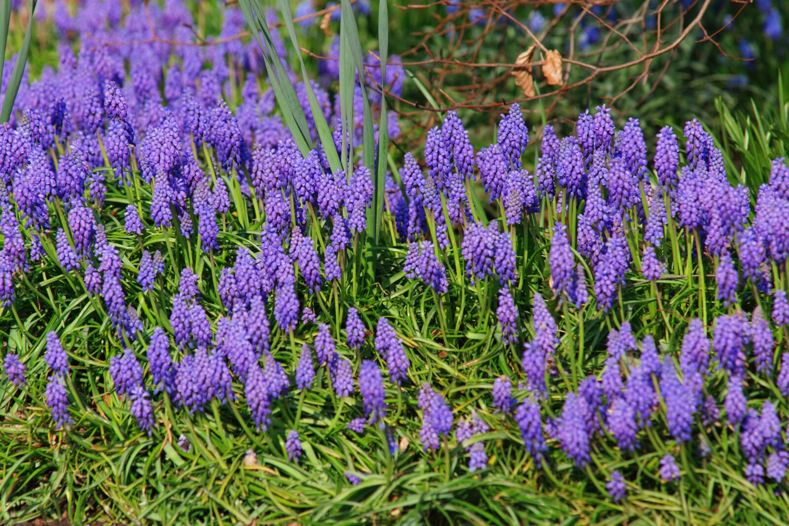 Sony SLT-A68 + Minolta AF 80-200mm F2.8 HS-APO G sample photo. Grape hyacinth, flowers, spring photography