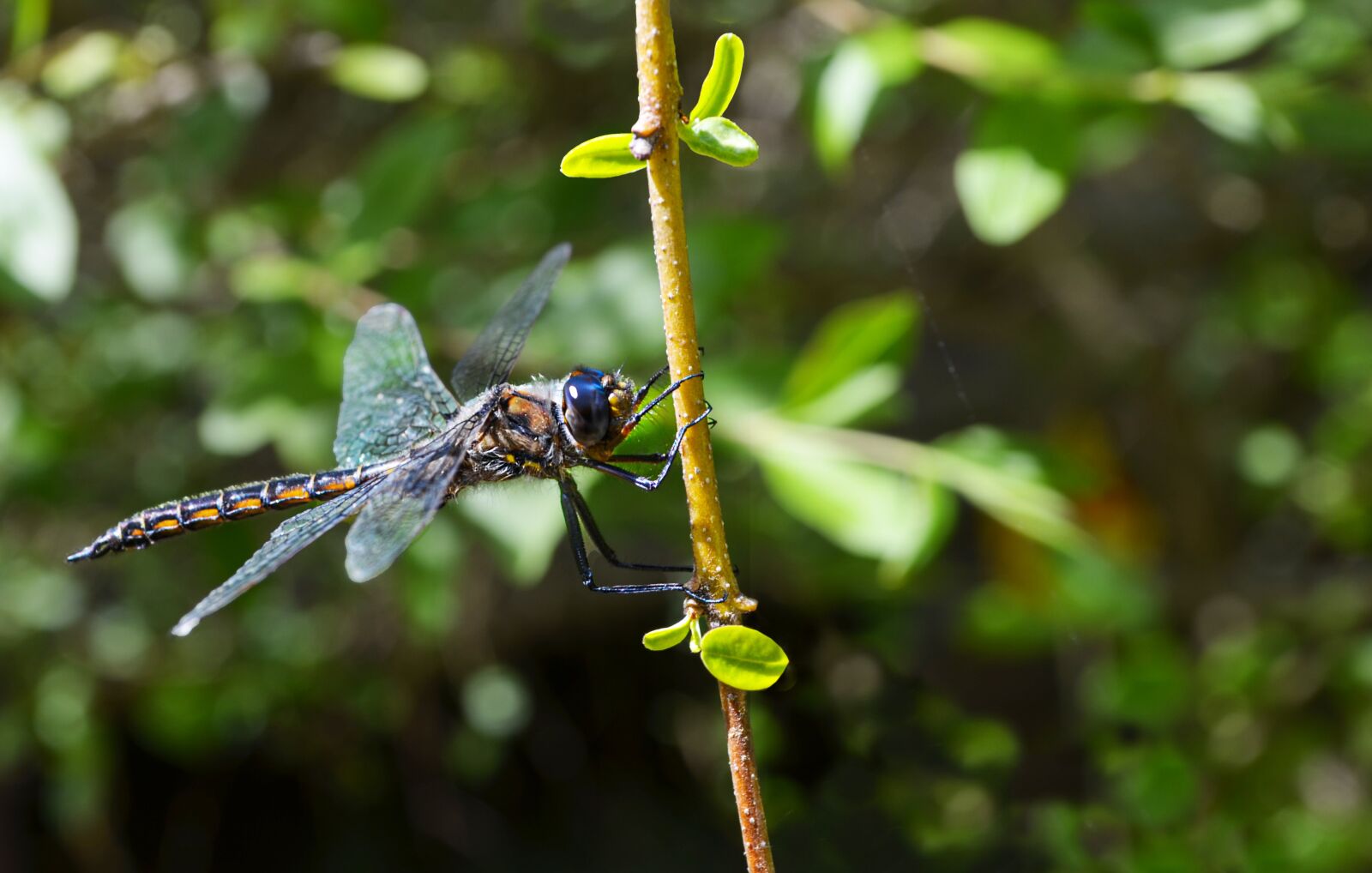 Nikon D5100 sample photo. Dragonfly, insect, nature photography