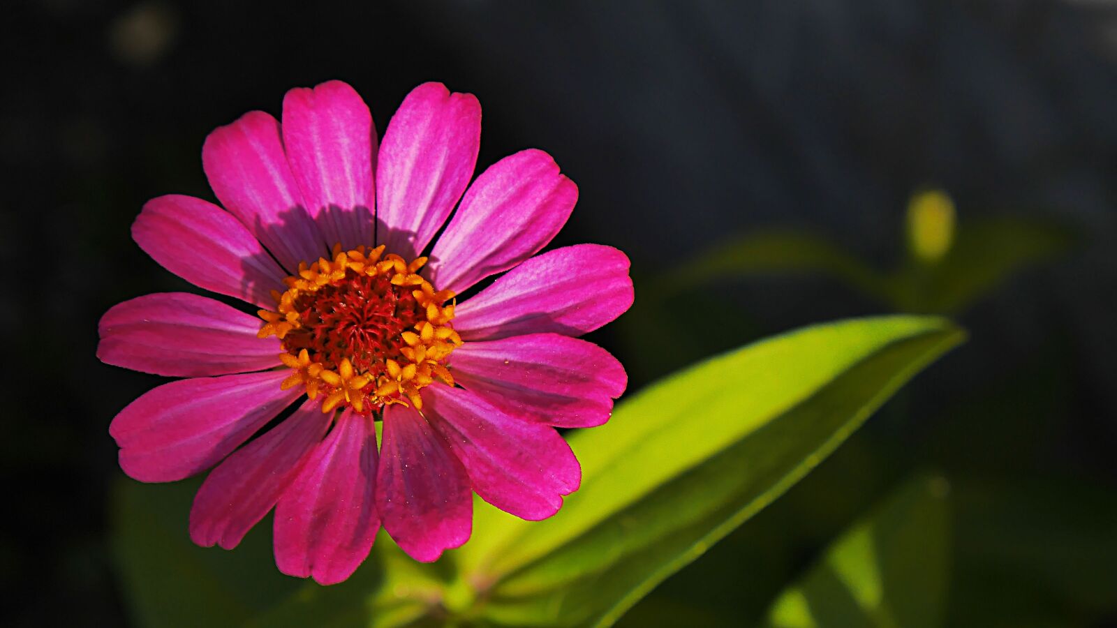 Panasonic Lumix DMC-GX7 sample photo. Flower, summer, nature photography
