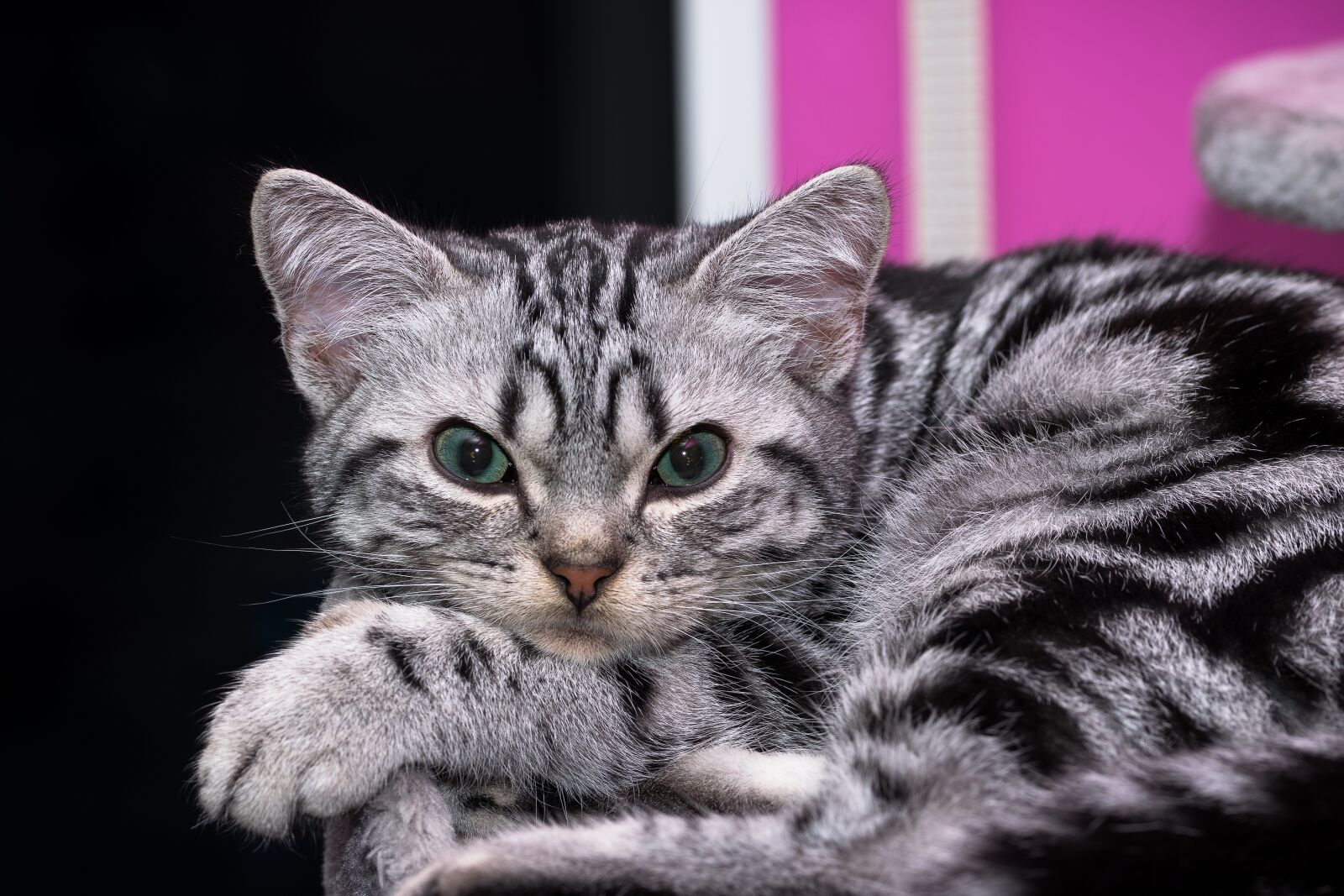 Nikon D5300 sample photo. Kitten, british shorthair, pet photography