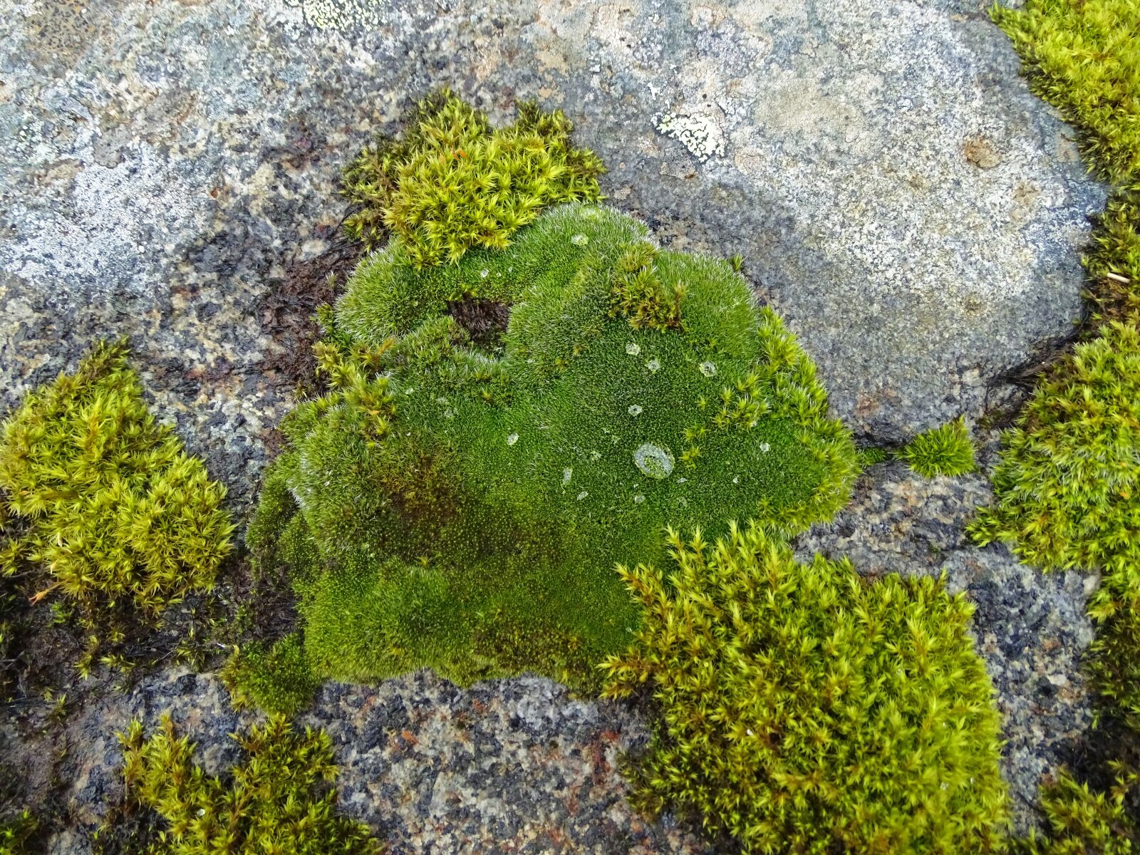 Sony Cyber-shot DSC-HX400V sample photo. Moss, drop of water photography