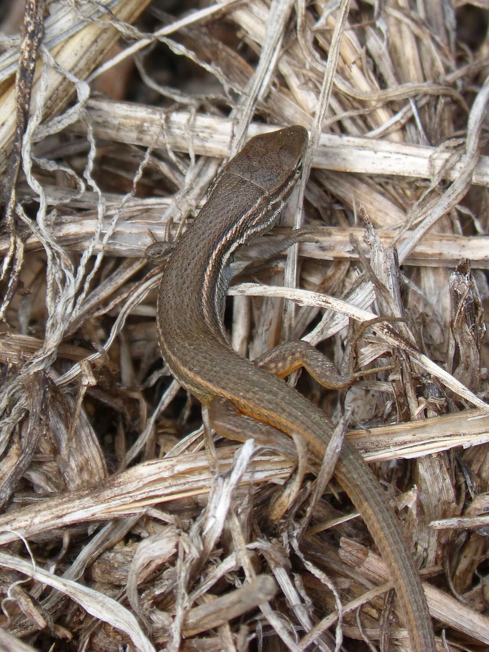 Panasonic DMC-FZ62 sample photo. Lizard, sargantana, reptile photography