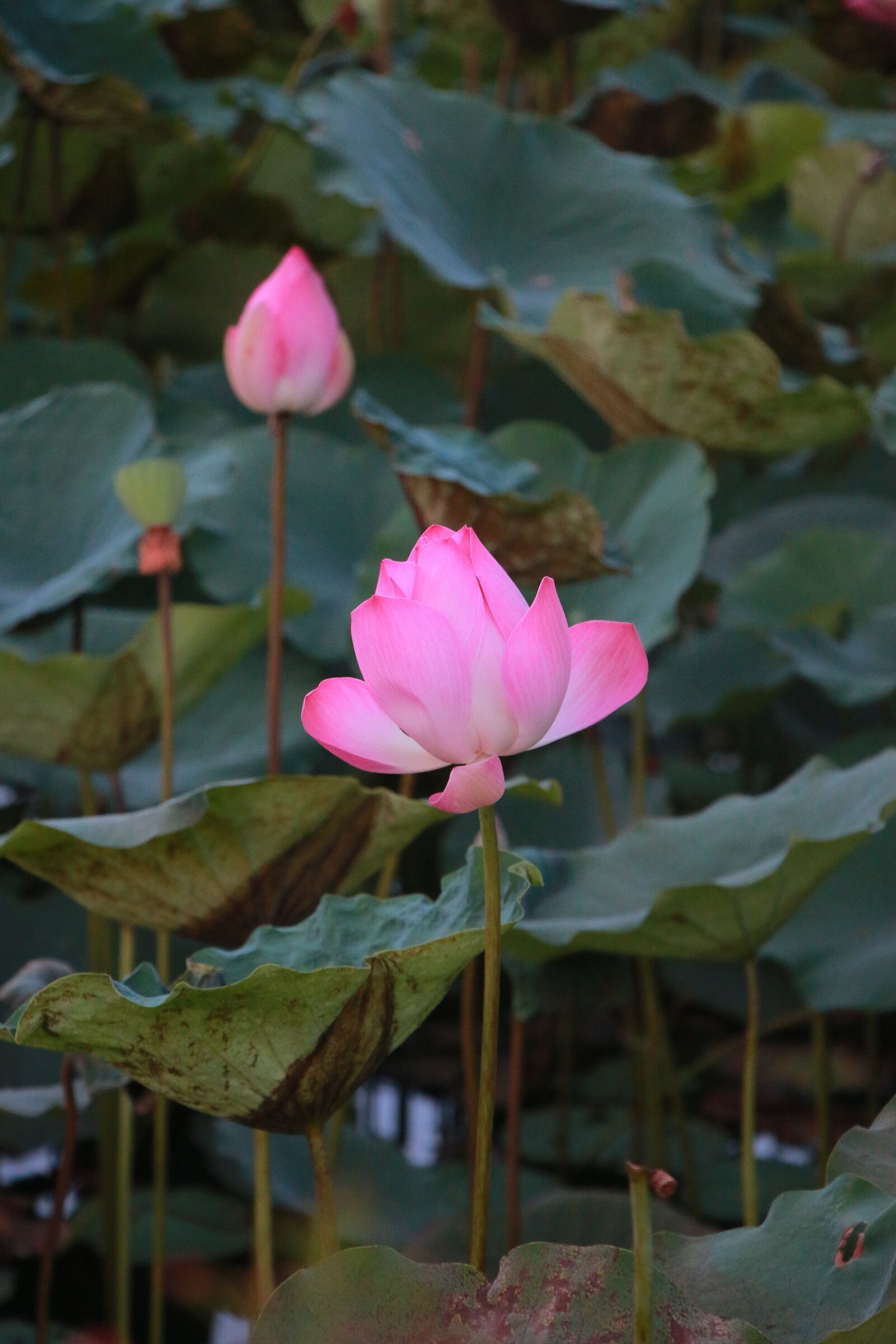 Canon EOS 70D sample photo. Lotus flower, bloom, sundown photography