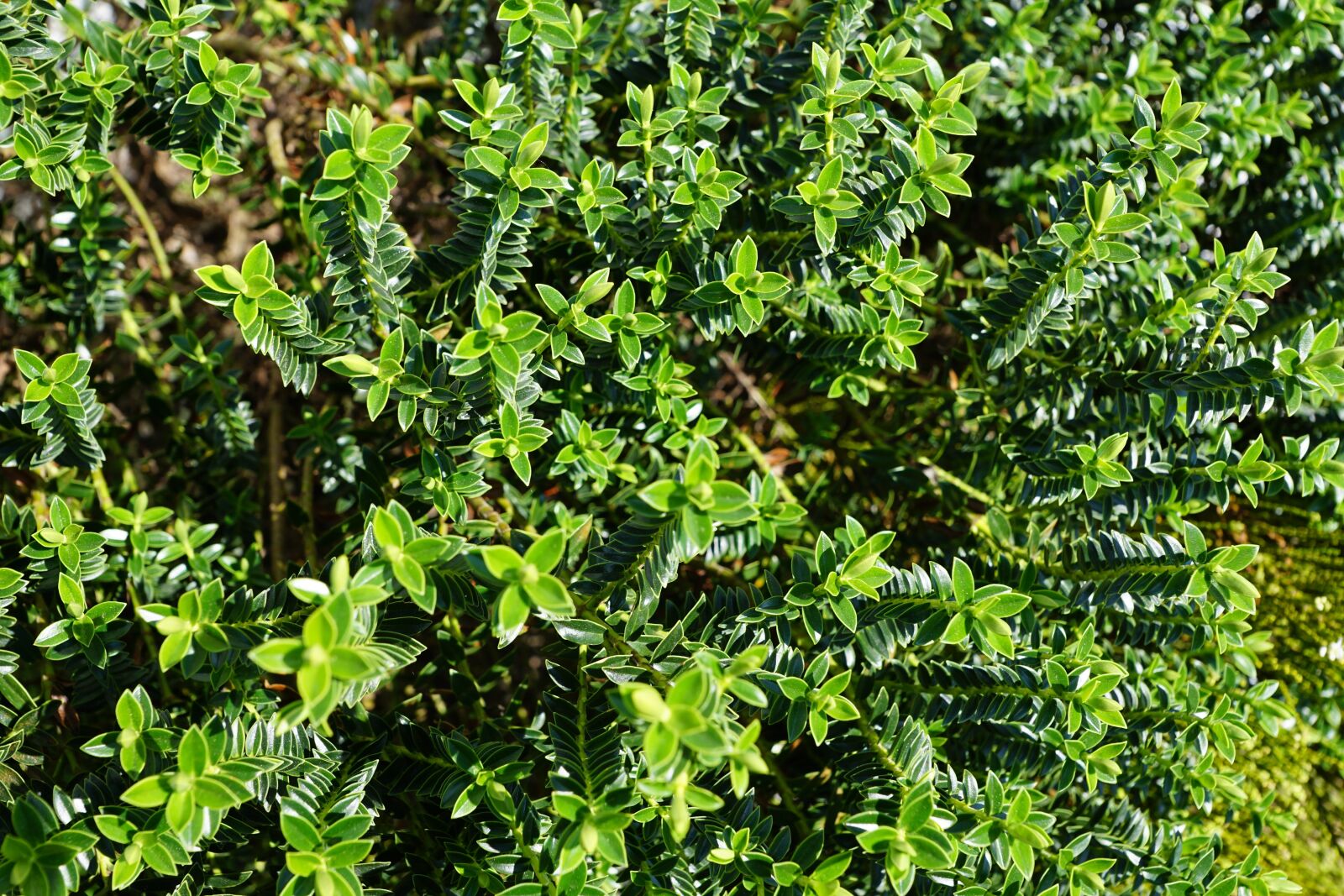 Sony ILCA-77M2 sample photo. Plant, green, nature photography