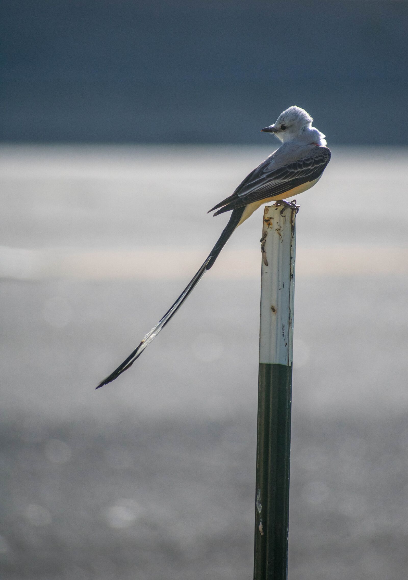 Nikon D3400 sample photo. Bird, scissor tail, nature photography