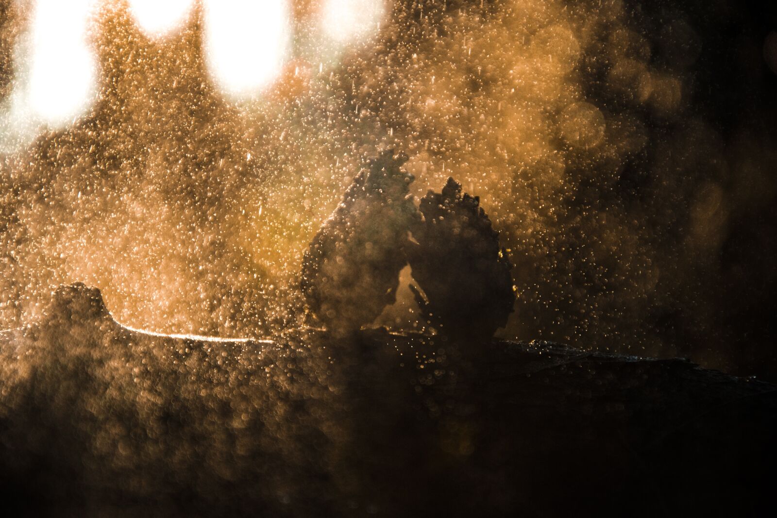 Nikon D5300 sample photo. Cone, forest, rain photography