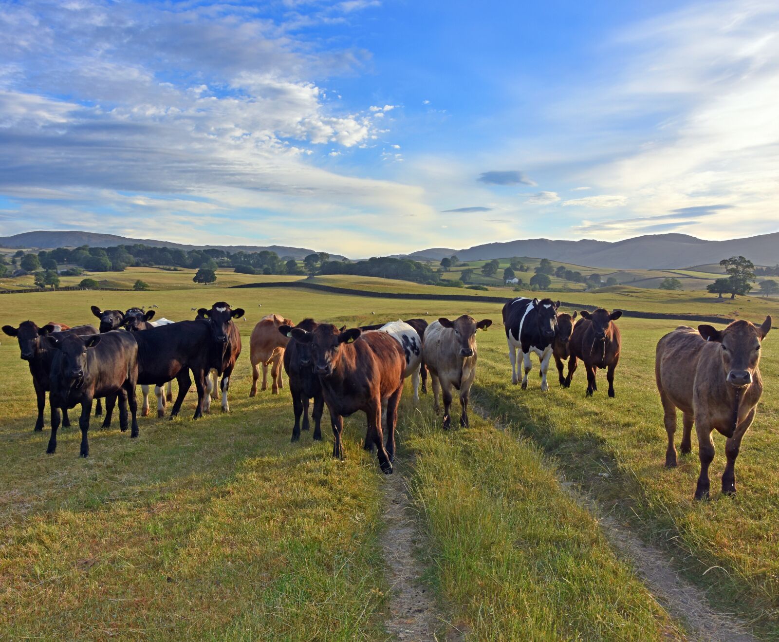 Nikon D7200 sample photo. Cows, meadow, landscape photography