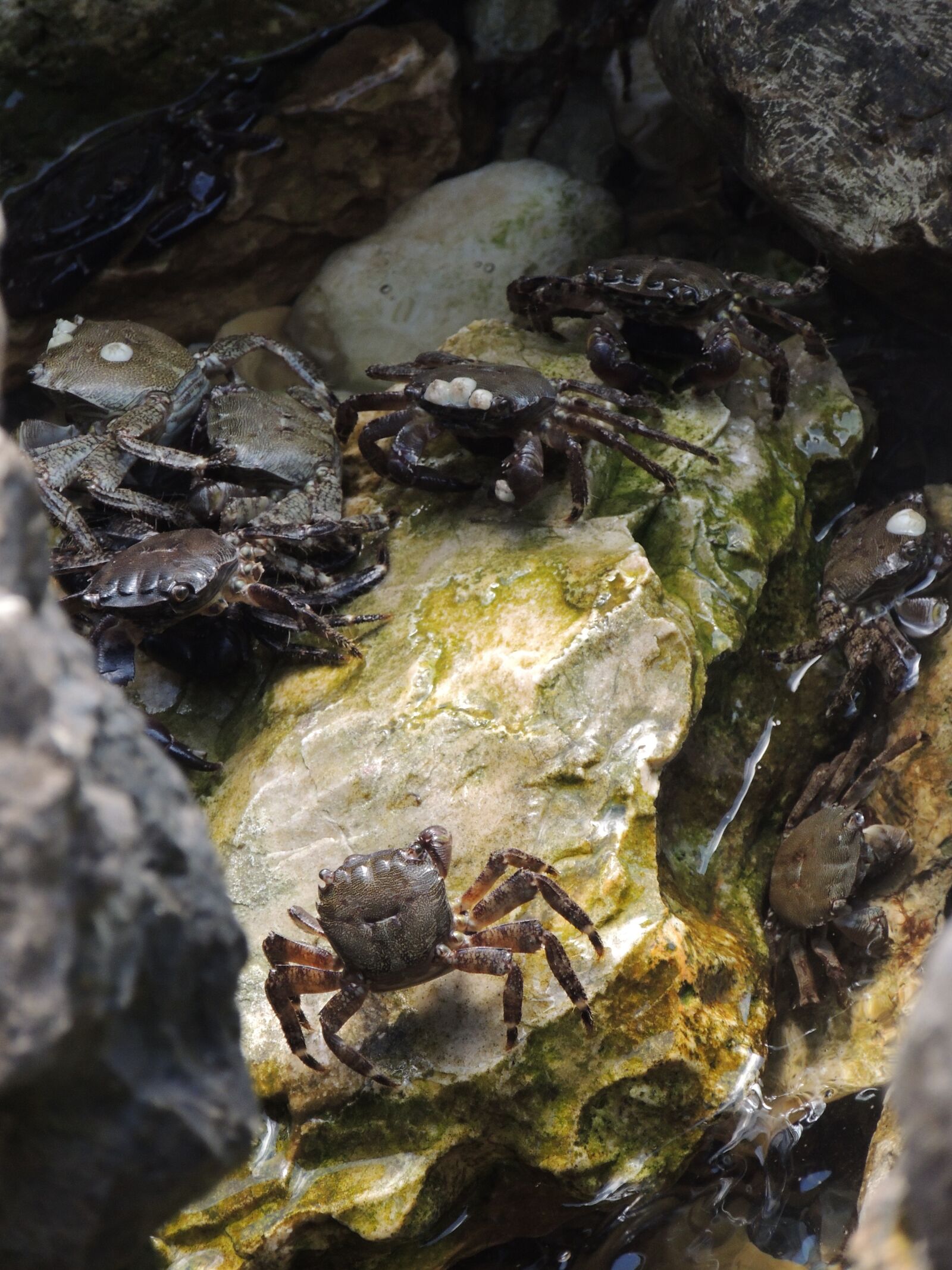 Nikon Coolpix P510 sample photo. Crabs, water, rock photography