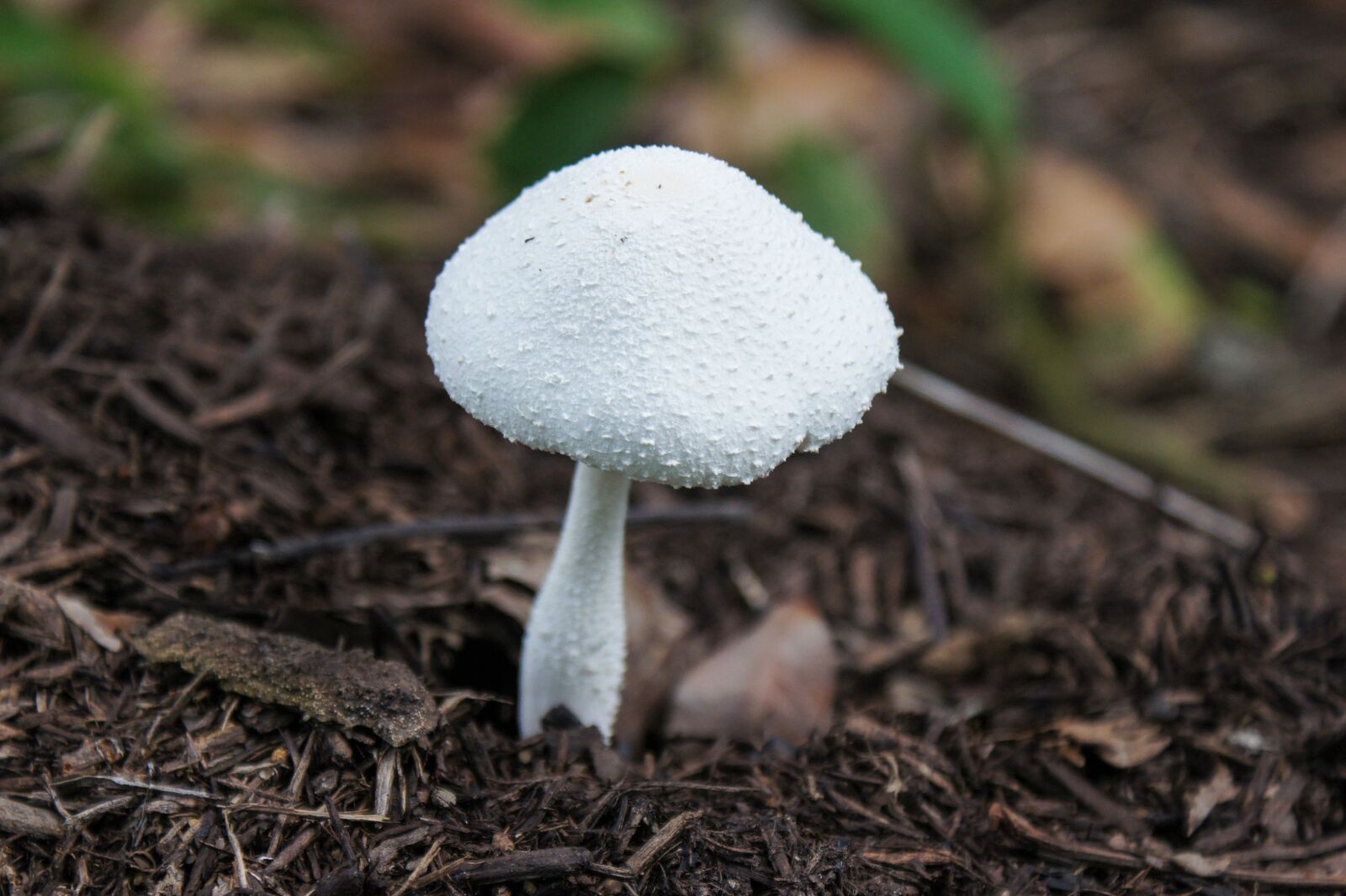 Sony SLT-A33 sample photo. Mushroom, fungi, green photography