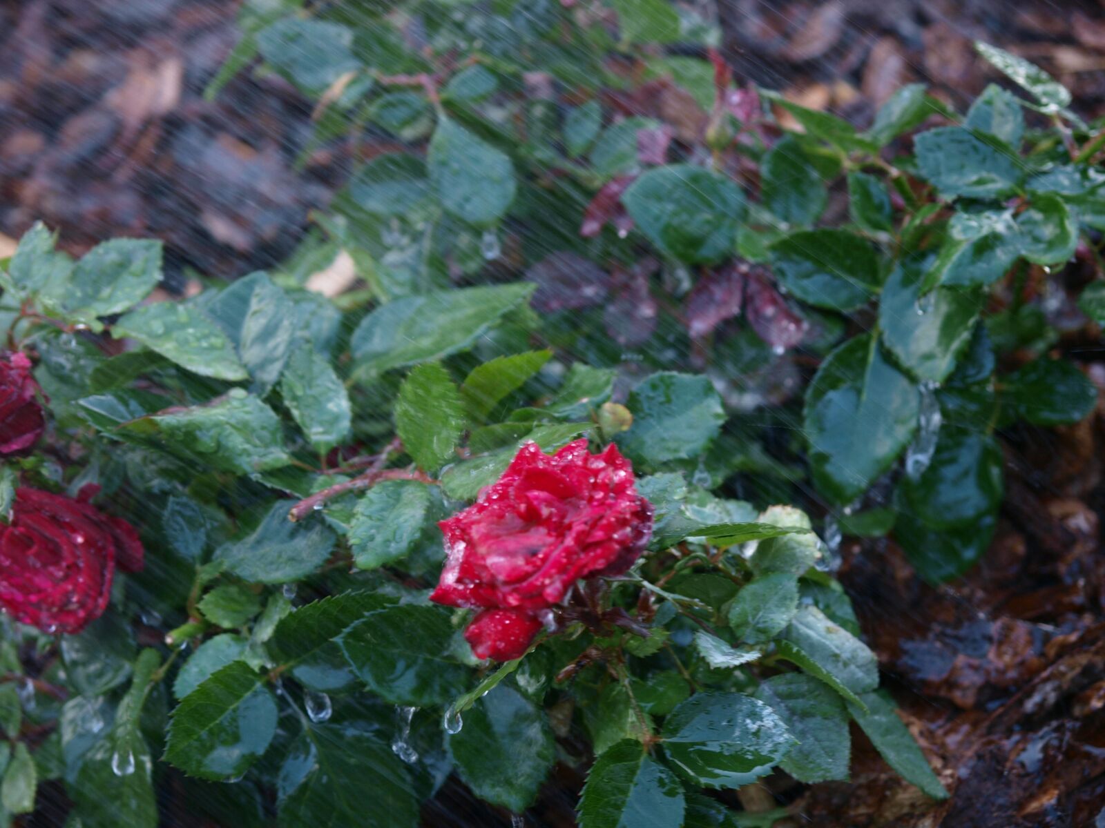Olympus E-3 sample photo. Rose, rain, wet photography