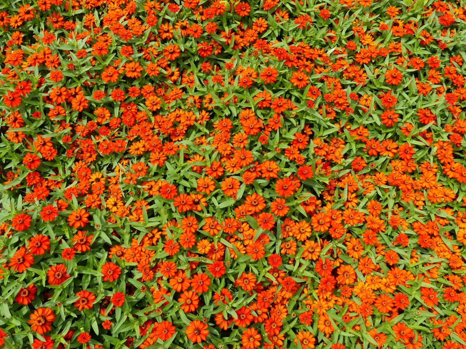 Panasonic Lumix DMC-FZ200 sample photo. Beautiful, flowers, nature, orange photography