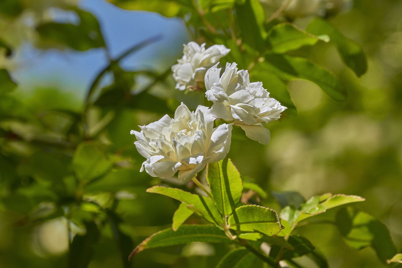 Nikon D7200 sample photo. Flower, garden, spring photography