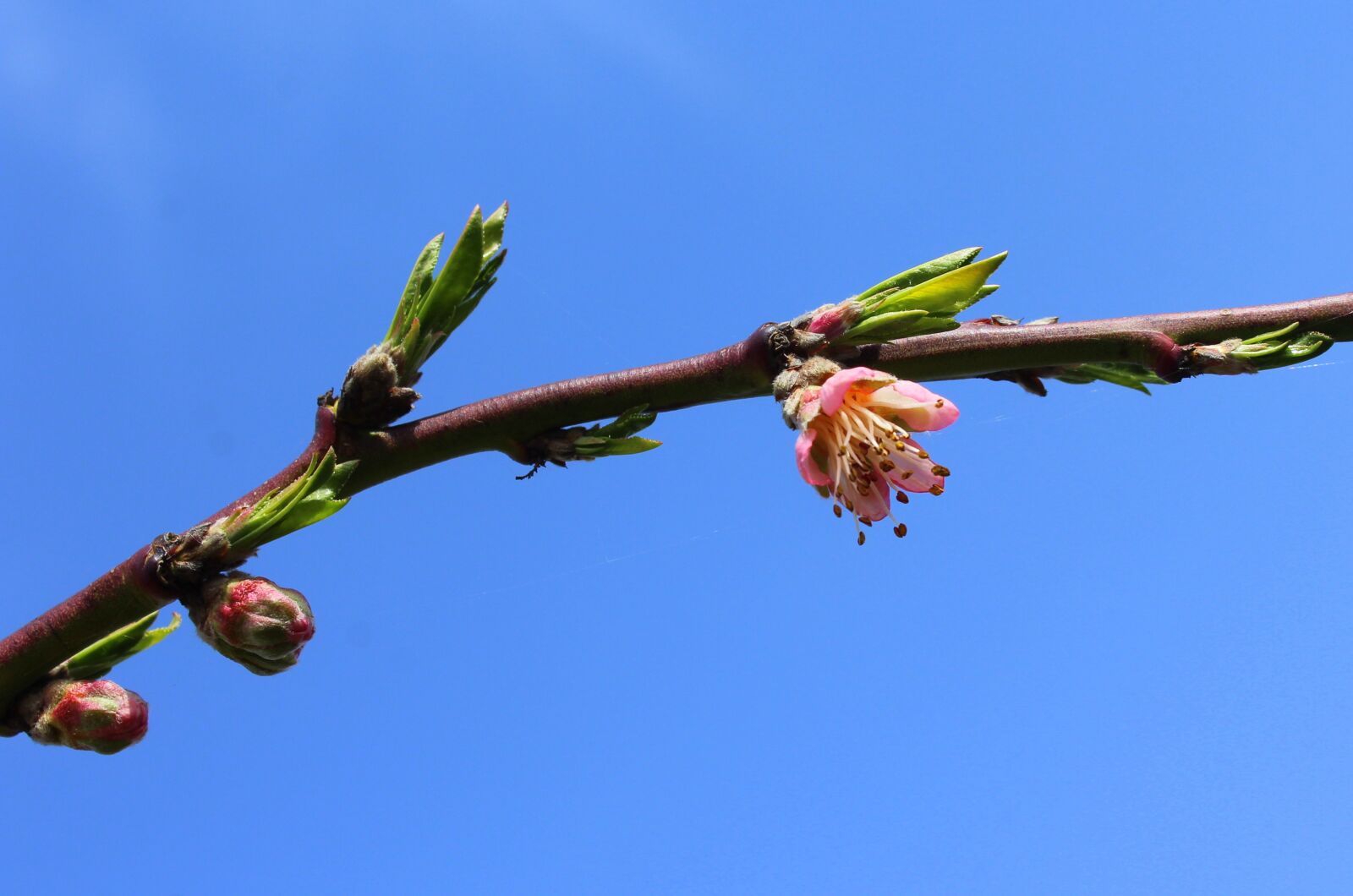 Canon EOS 1200D (EOS Rebel T5 / EOS Kiss X70 / EOS Hi) sample photo. Peach, flowering trees, spring photography
