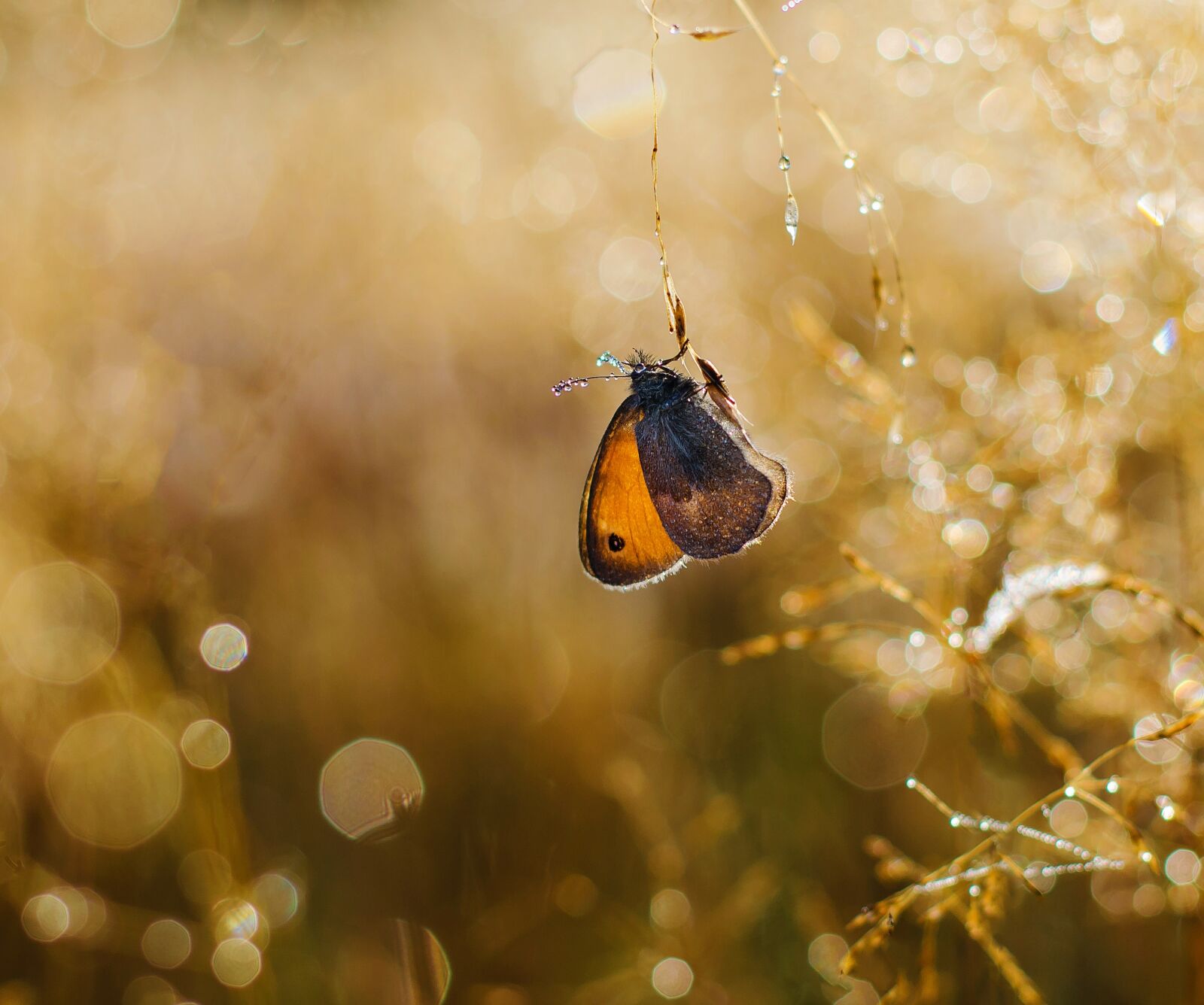 Nikon D5100 sample photo. Butterfly, insects, nature photography