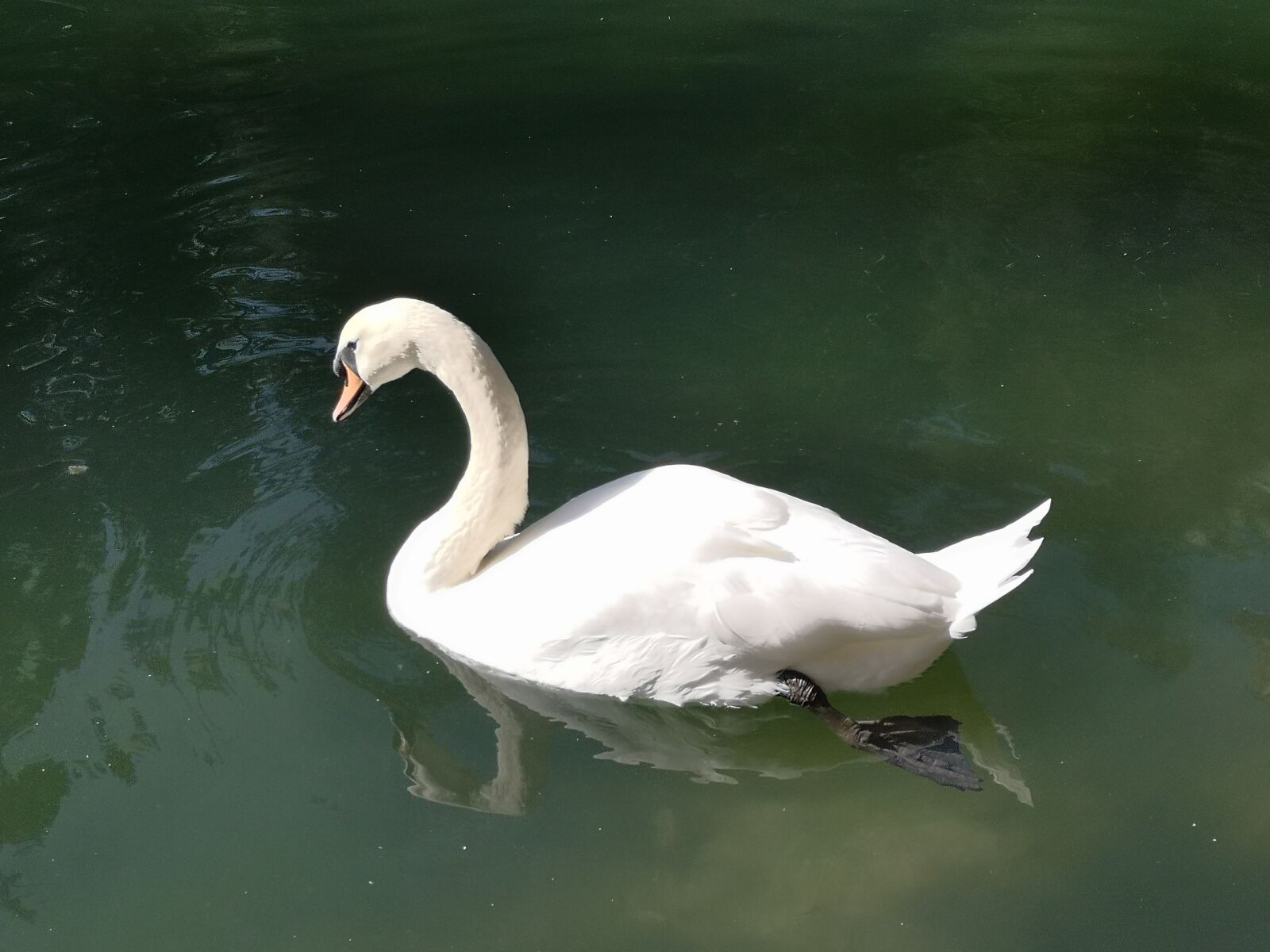 HUAWEI P20 sample photo. Swan, white, bird photography
